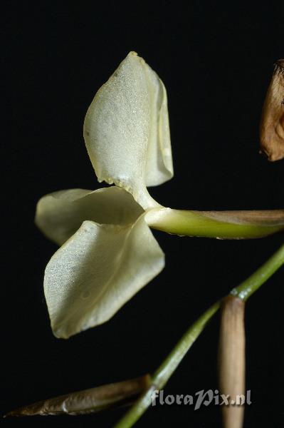 Tillandsia dodsonii