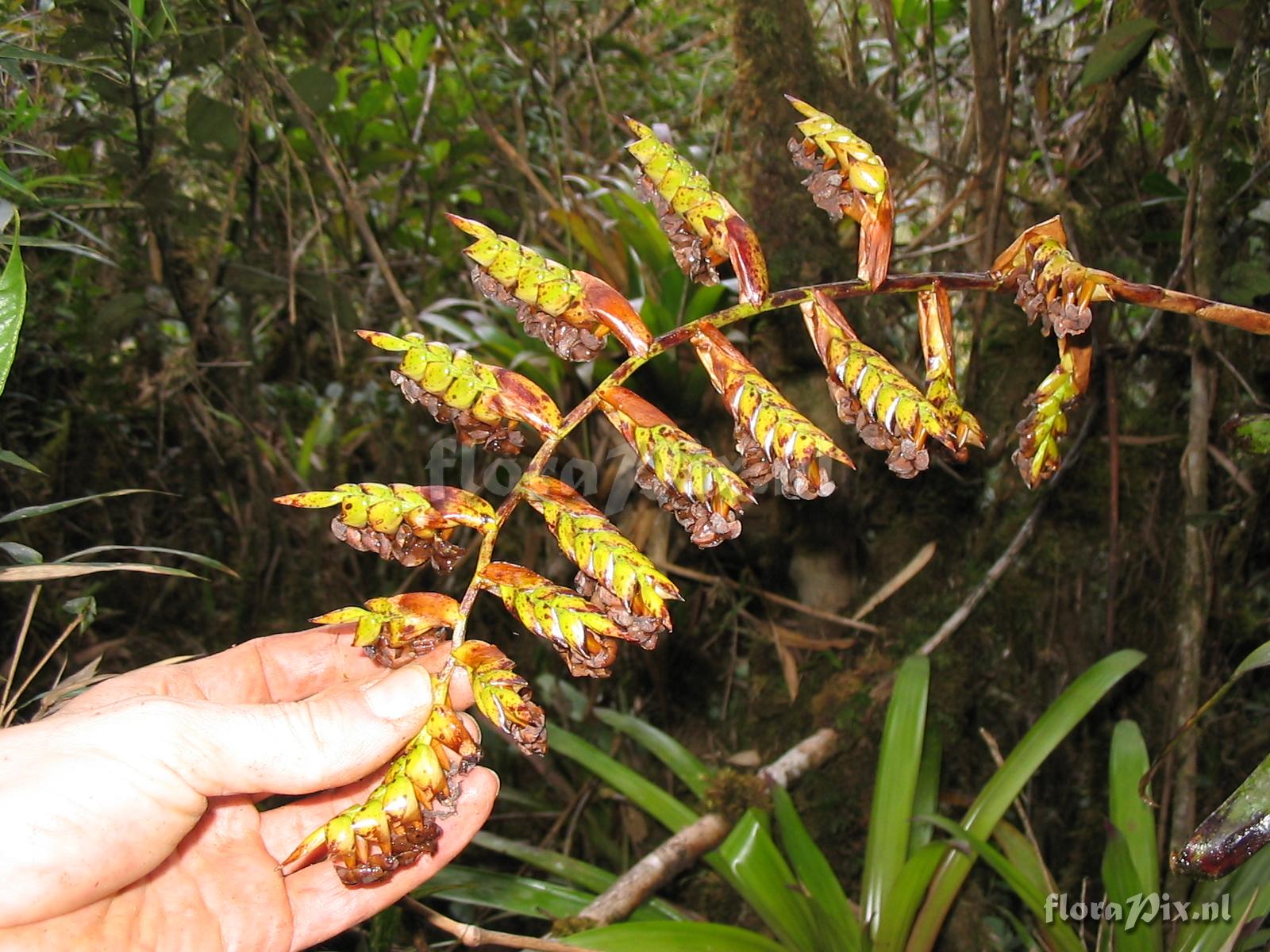 Racinaea riocreuxii (Andr) M.A. Spencer & L. B. Sm.