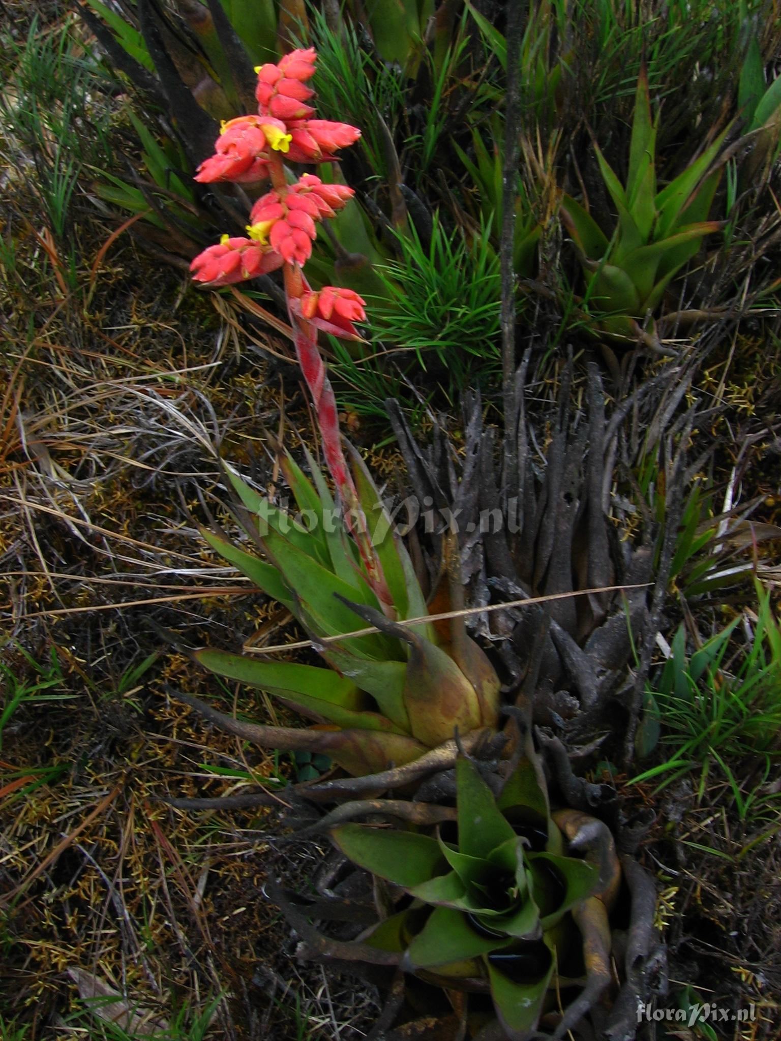 Racinaea tetrantha cf var. aurantiaca 