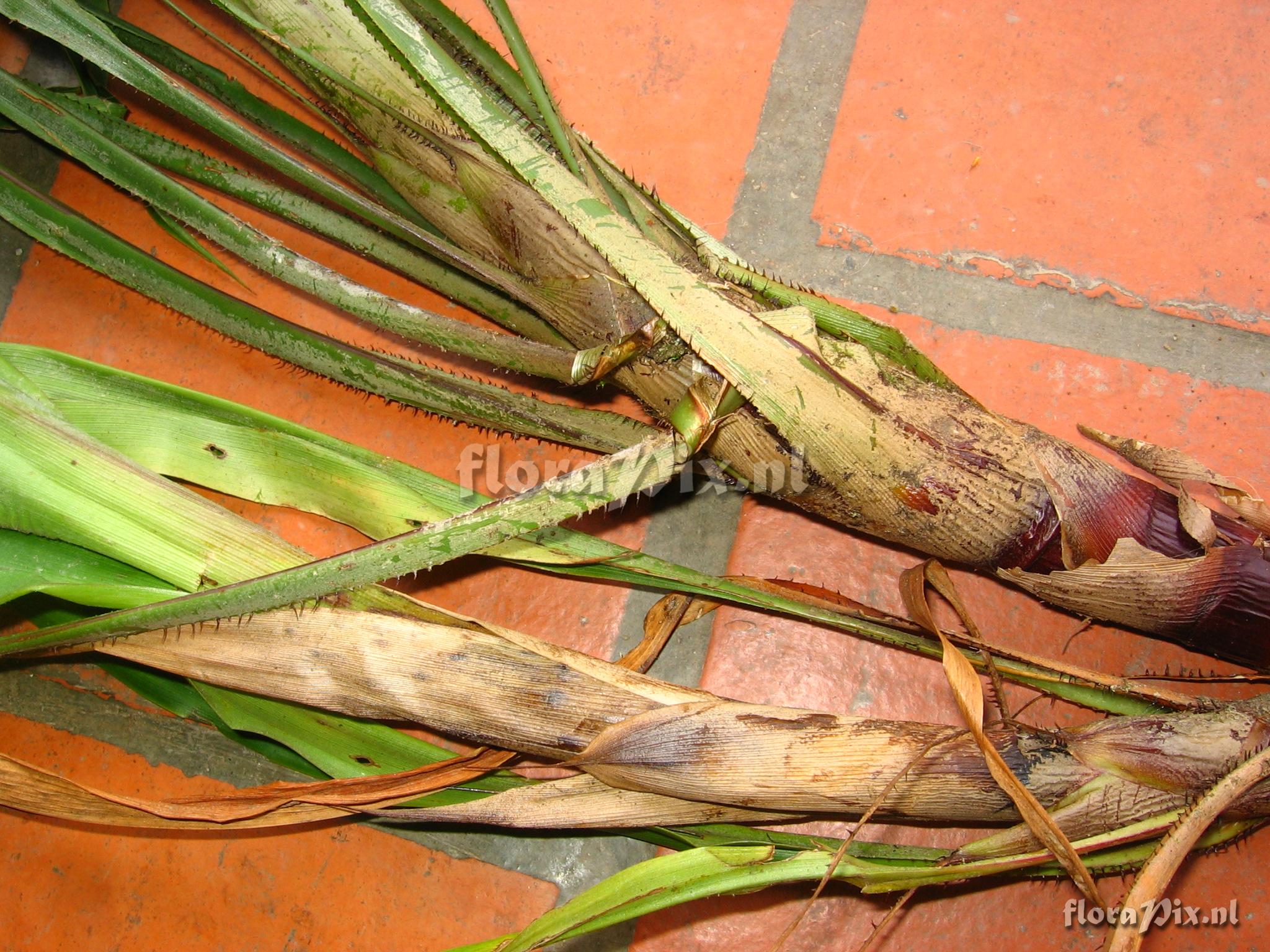 Pitcairnia  