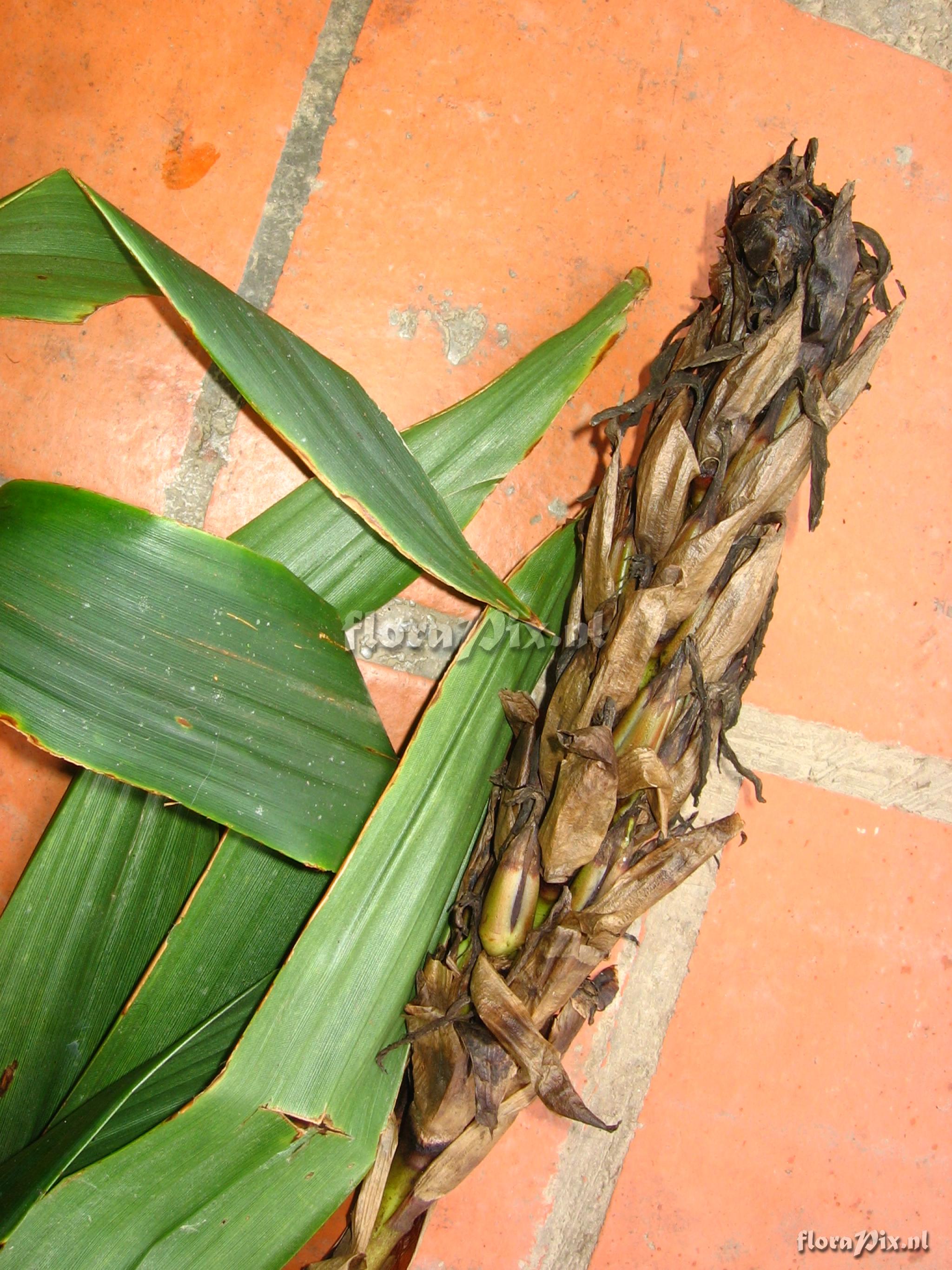 Pitcairnia  