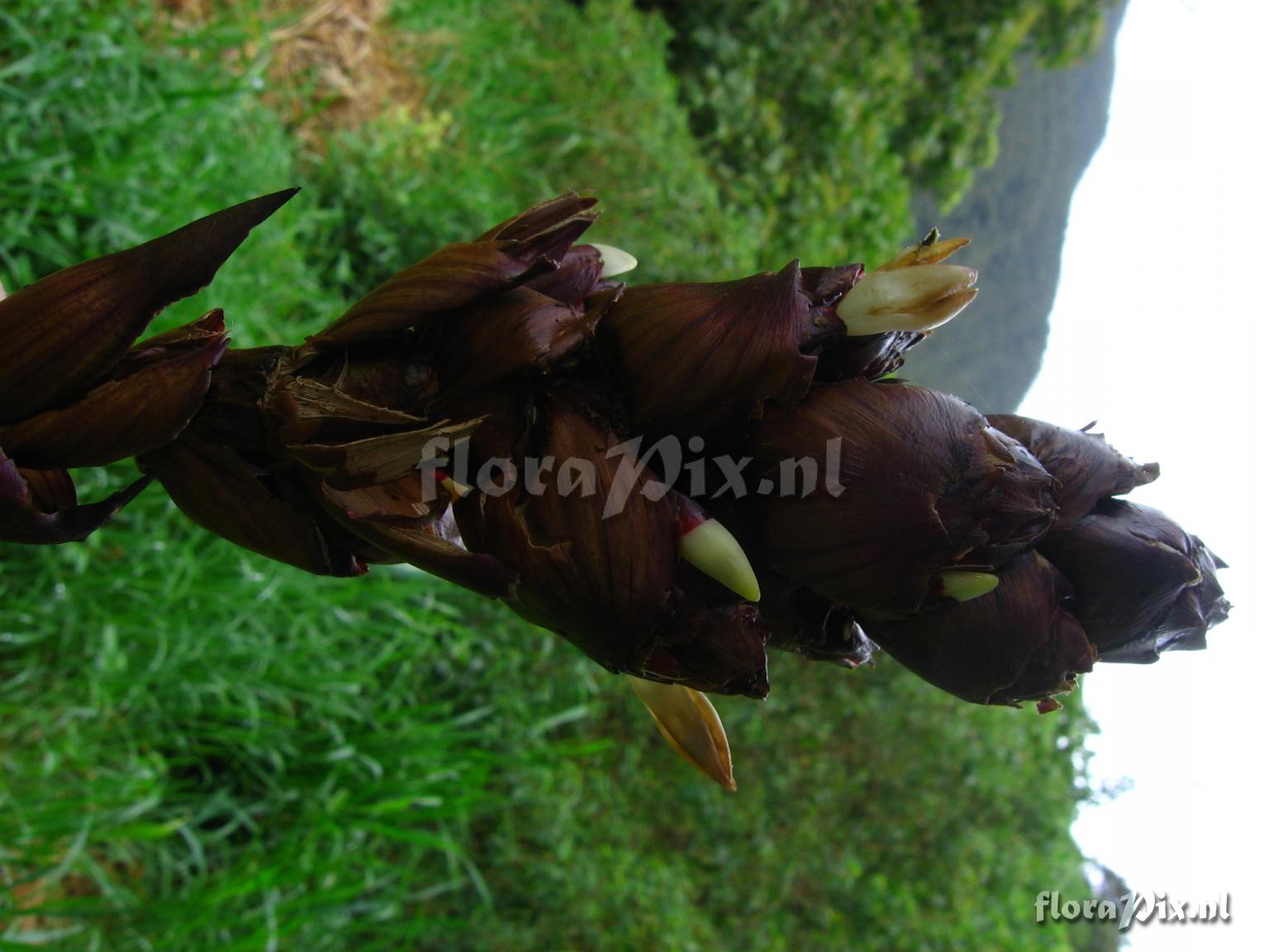 Guzmania sp. nov. 