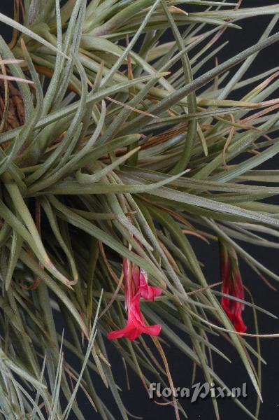 Tillandsia dorothea