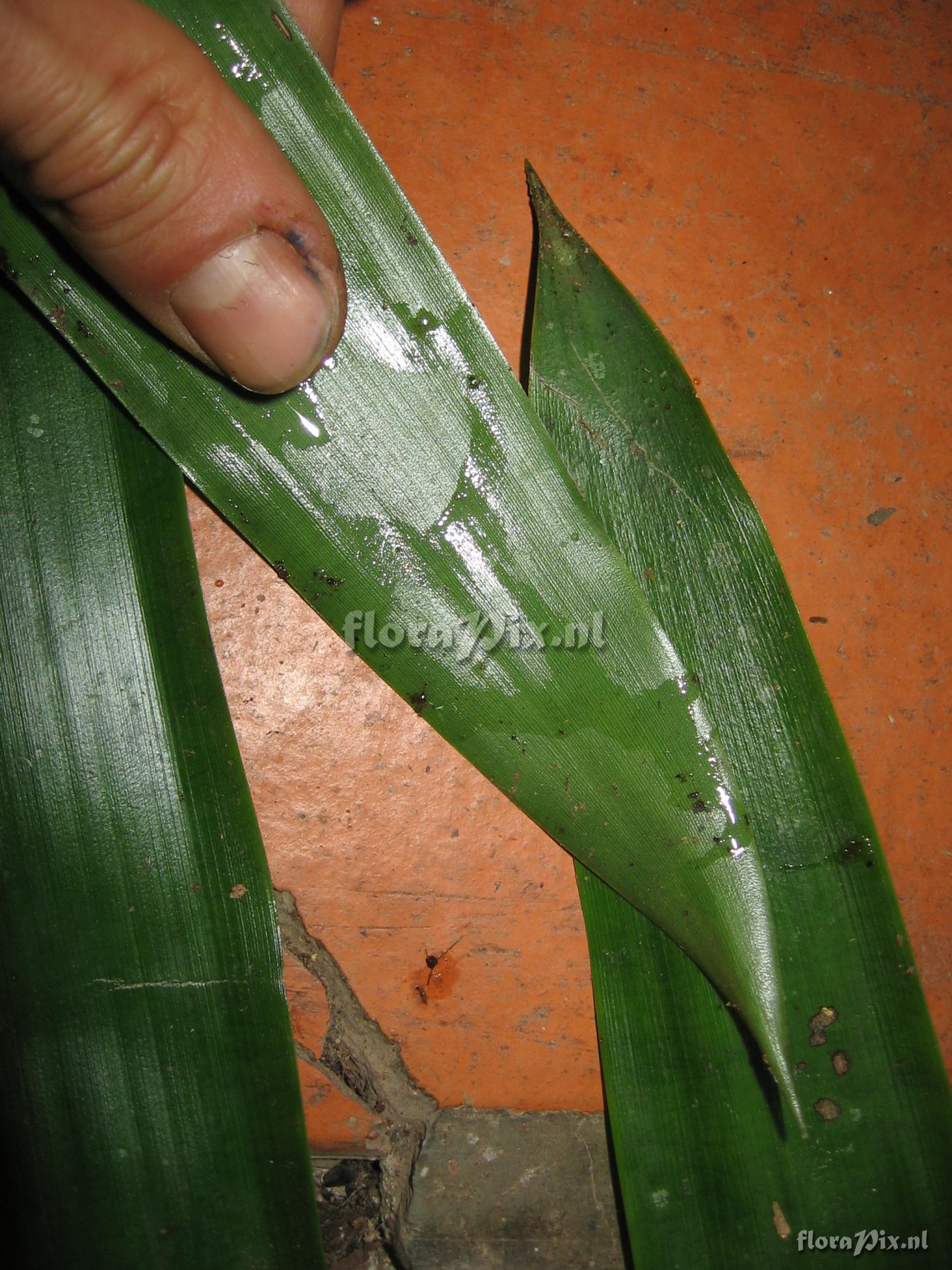 Guzmania weberbaueri Mez