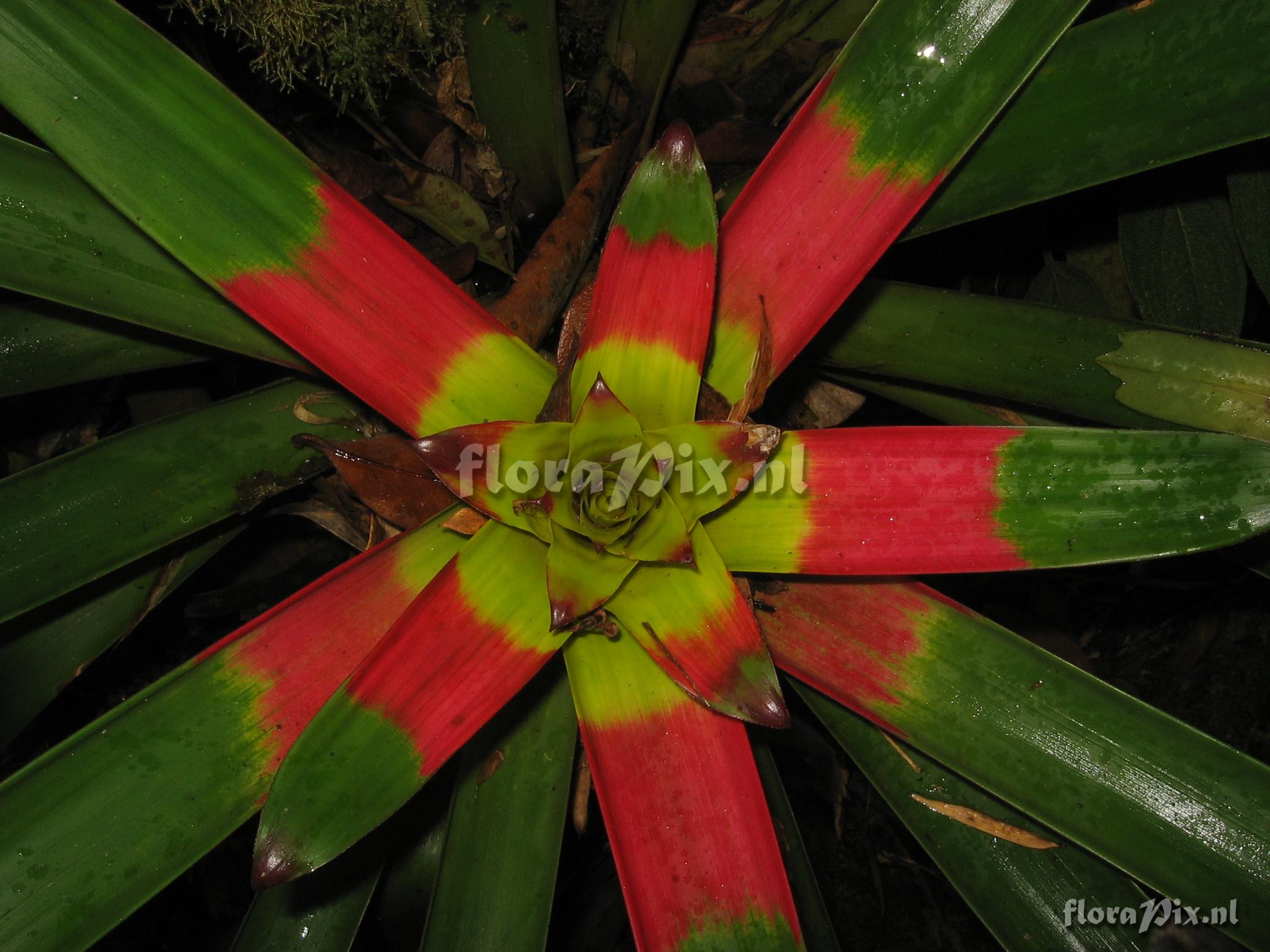 Guzmania squarrosa (Mez & Sodiro) L.B. Smith & Pittd.