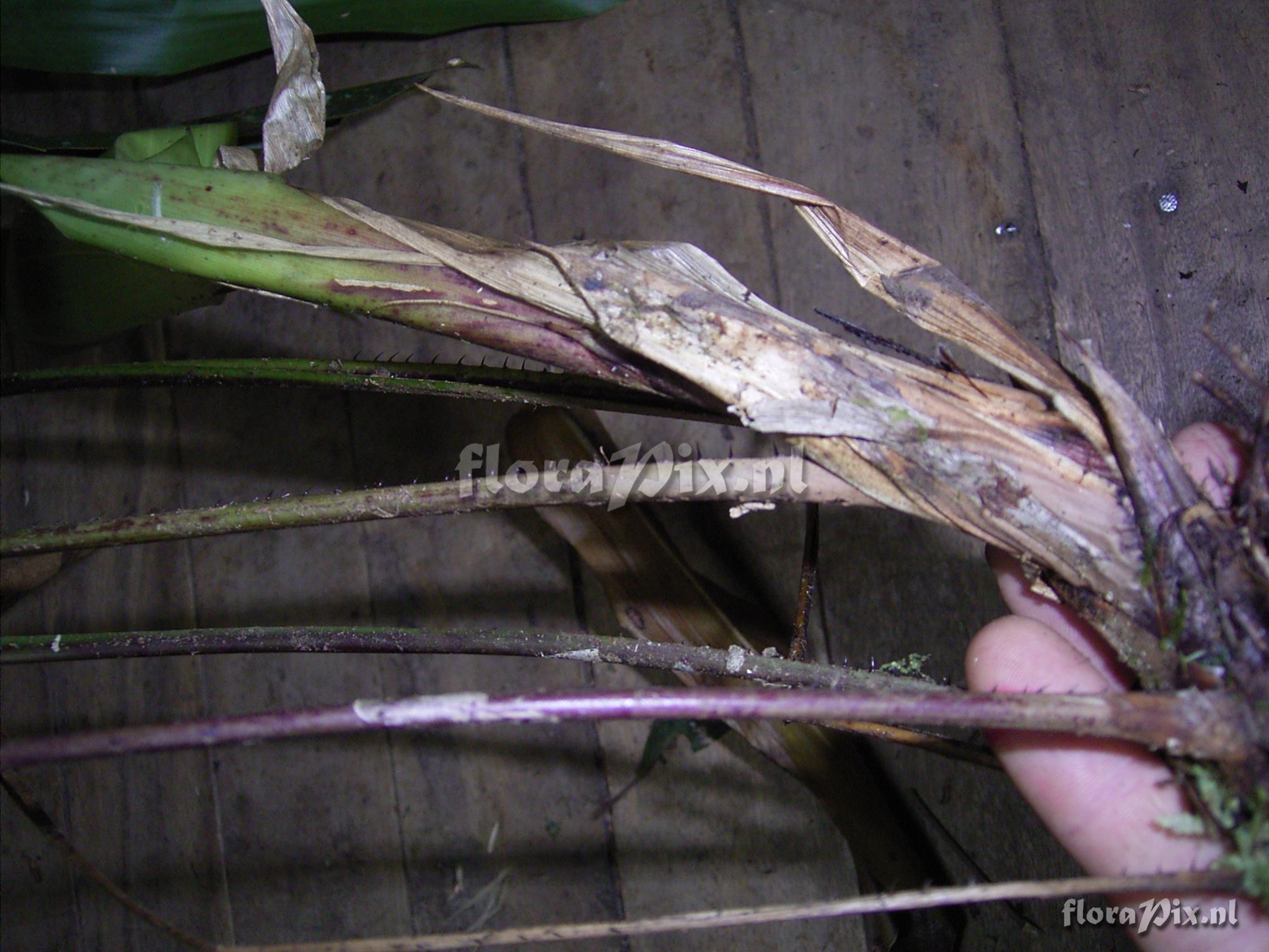 Pitcairnia maidifolia (C. Morren) Decne.