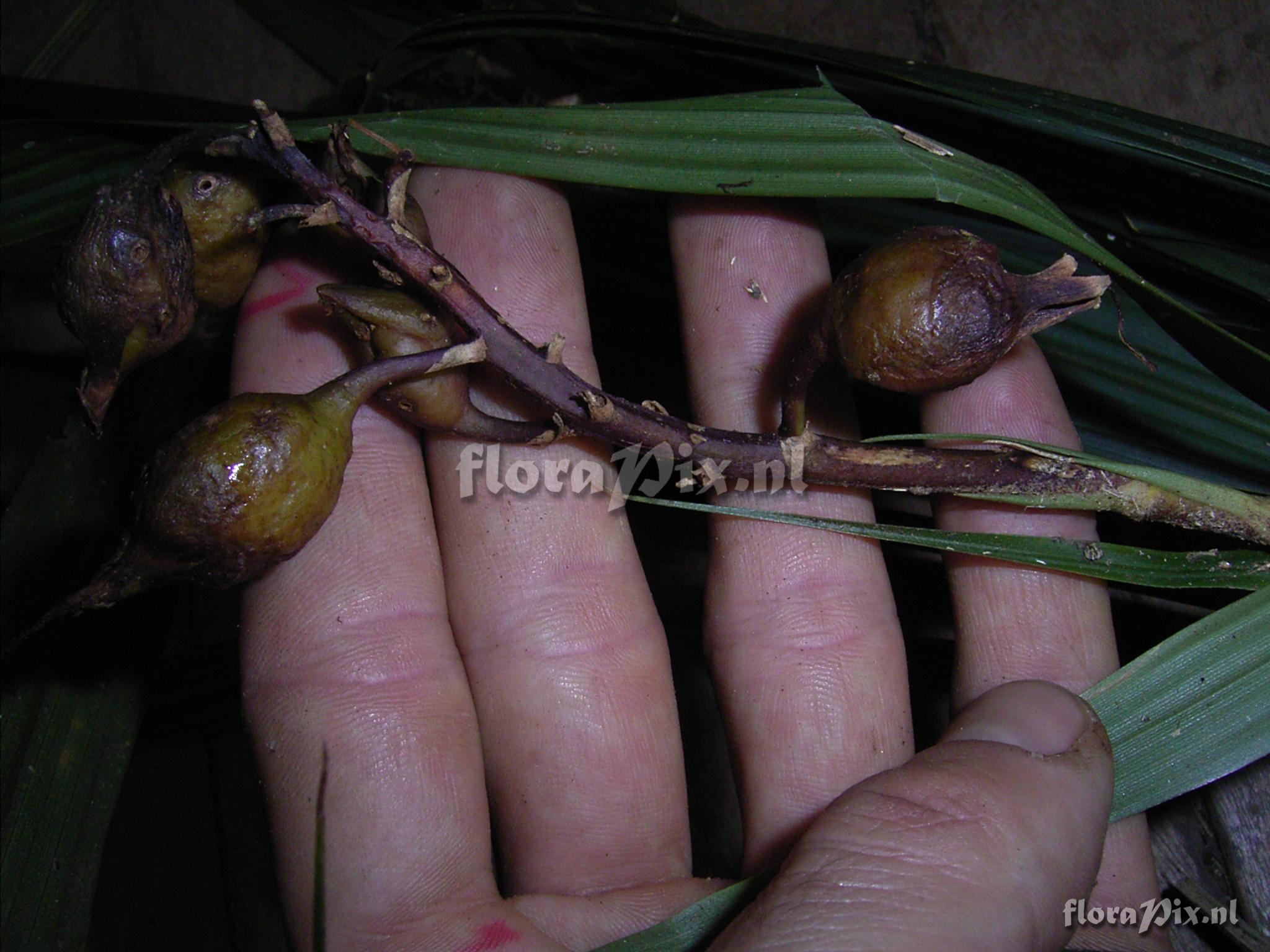 Pepinia caricifolia (Mart ex Schult f.) G.S. Varad. & Gilm.