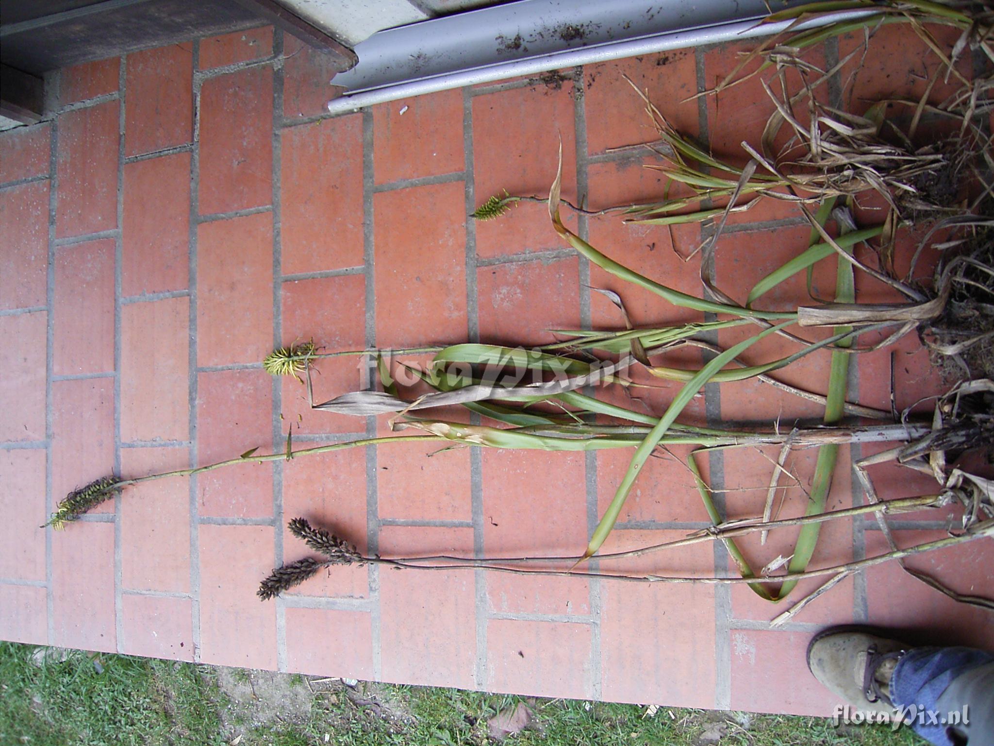 Pitcairnia trianae Andr var. retusa L.B. Sm.