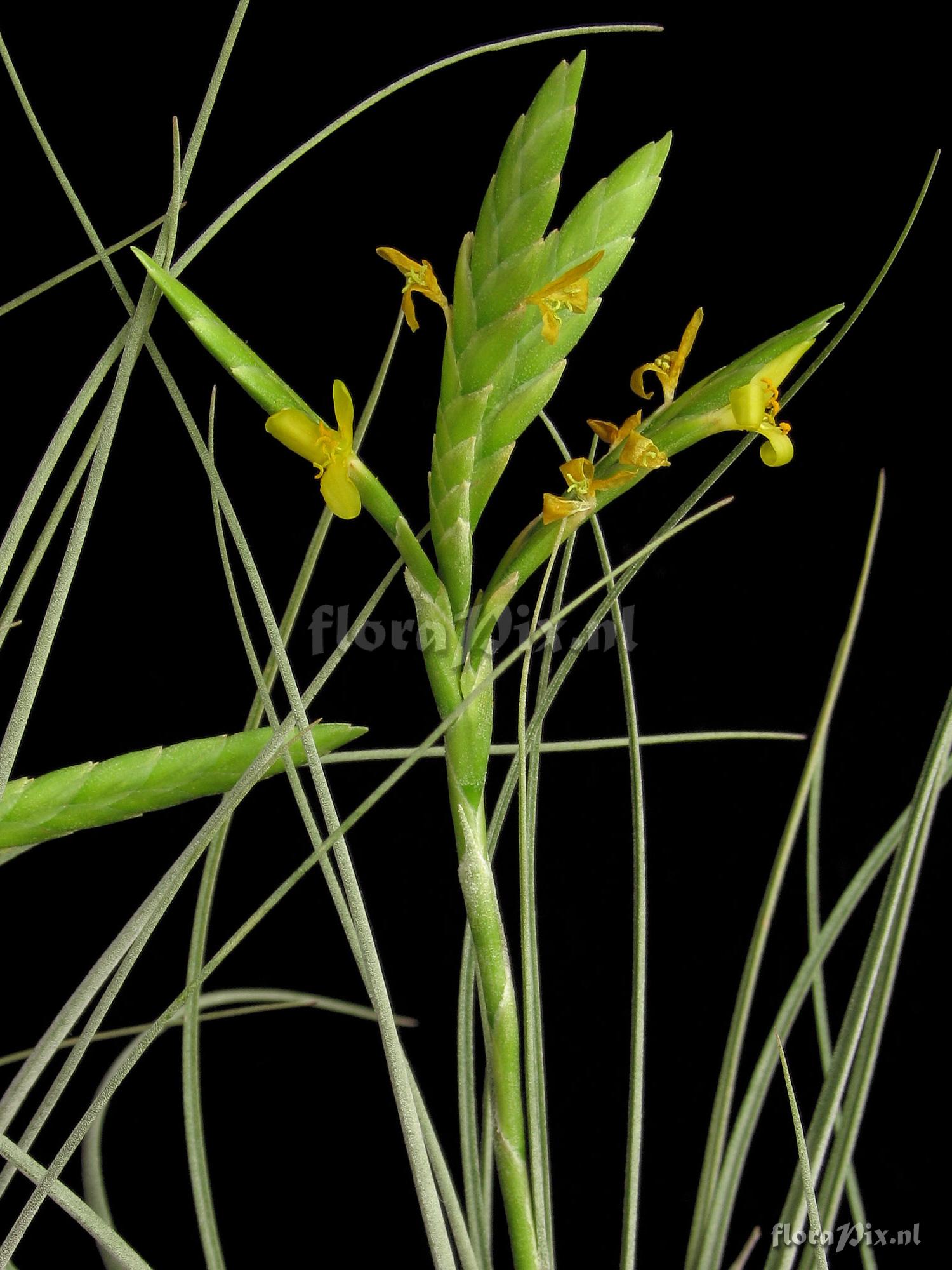 Tillandsia disticha