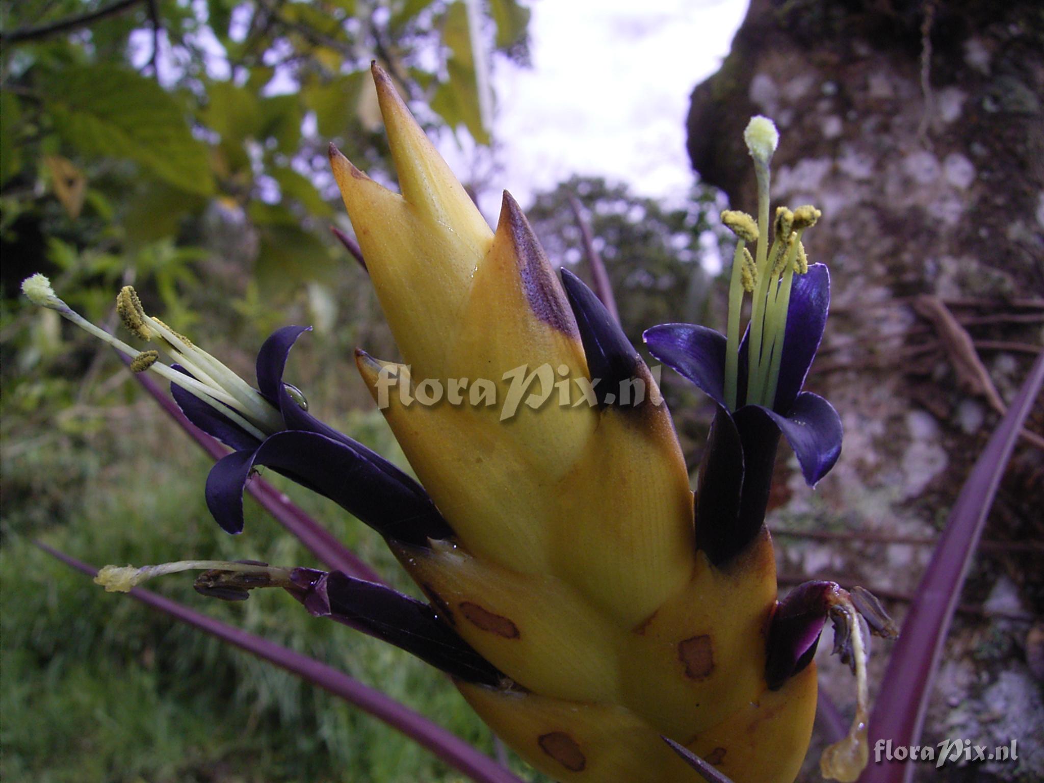 Vriesea cathcartii