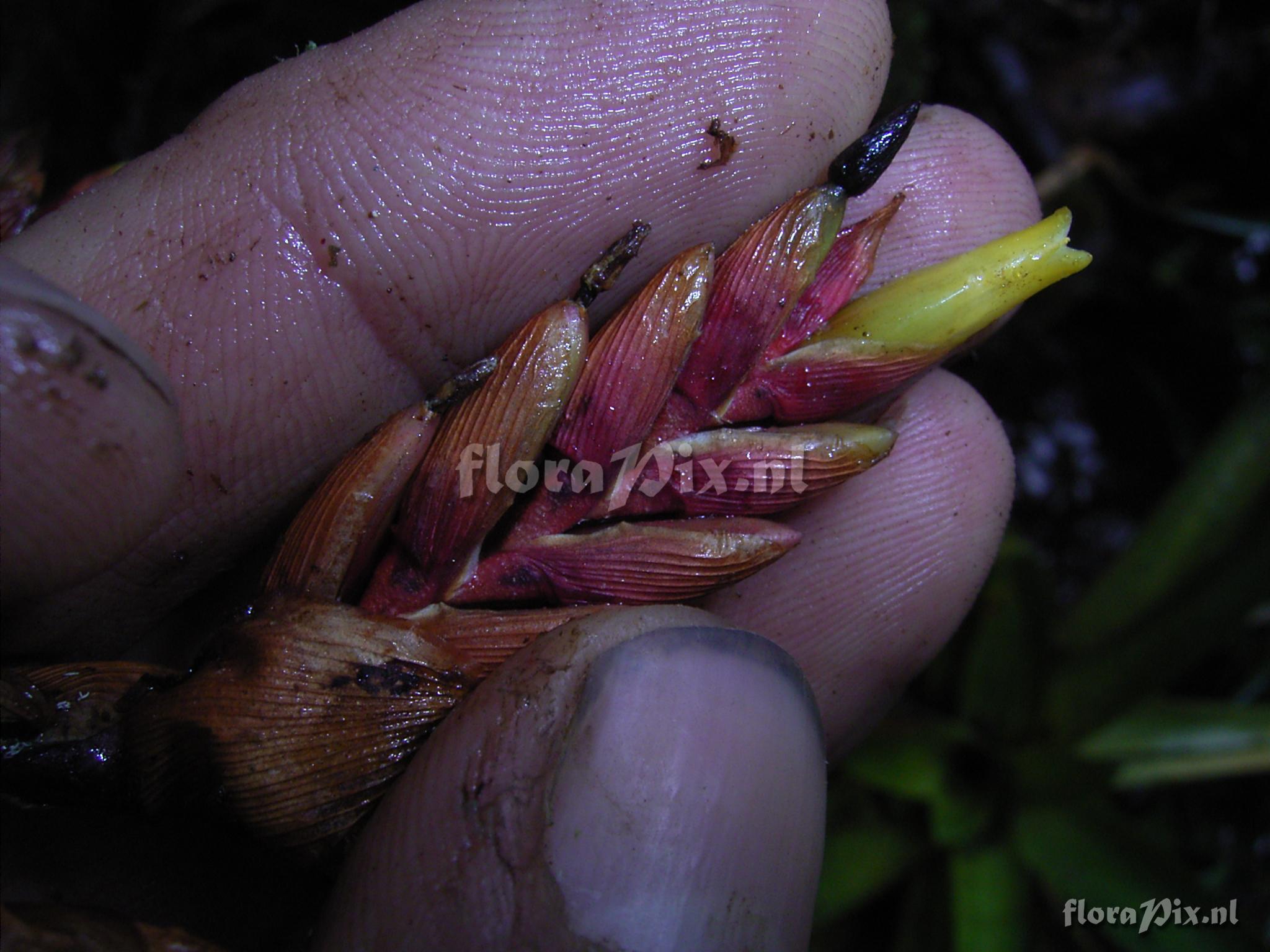 Tillandsia truncata L.B. Sm var. major  H. Luther