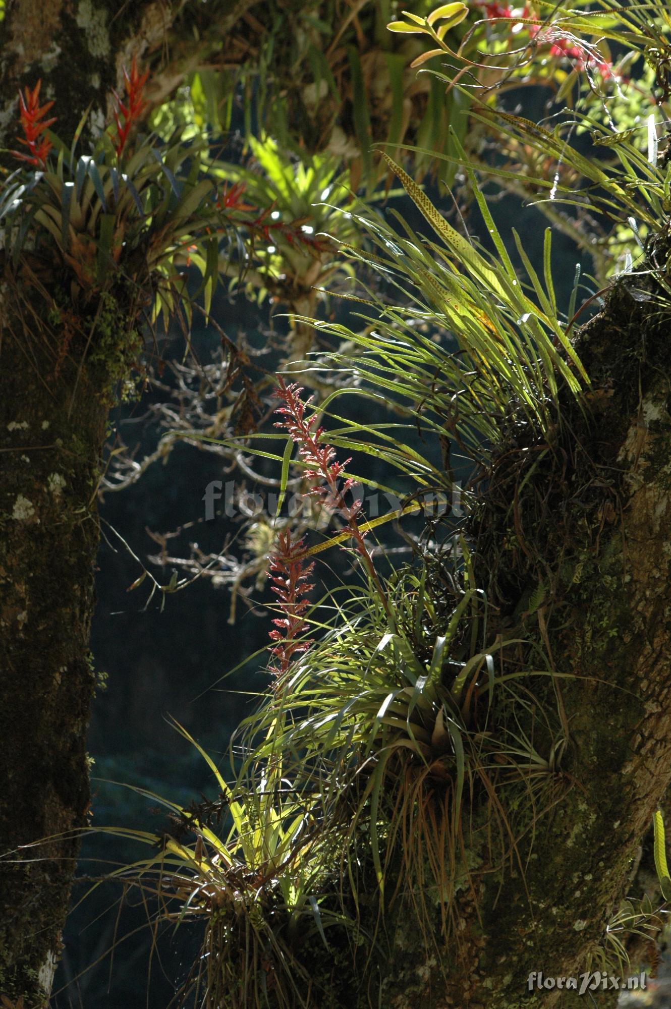 Tillandsia appendiculata (Vriesea)