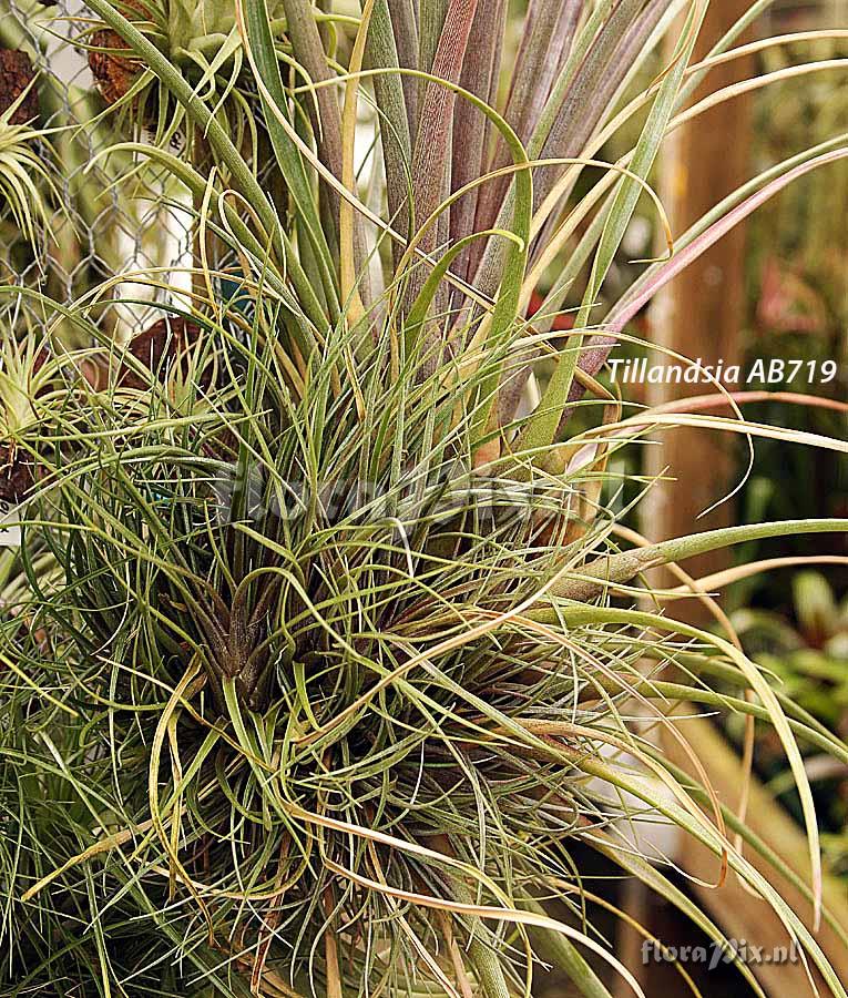 Tillandsia extensa