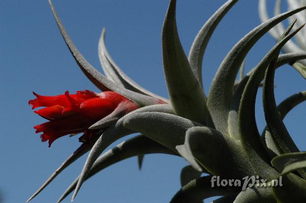 Tillandsia edithae