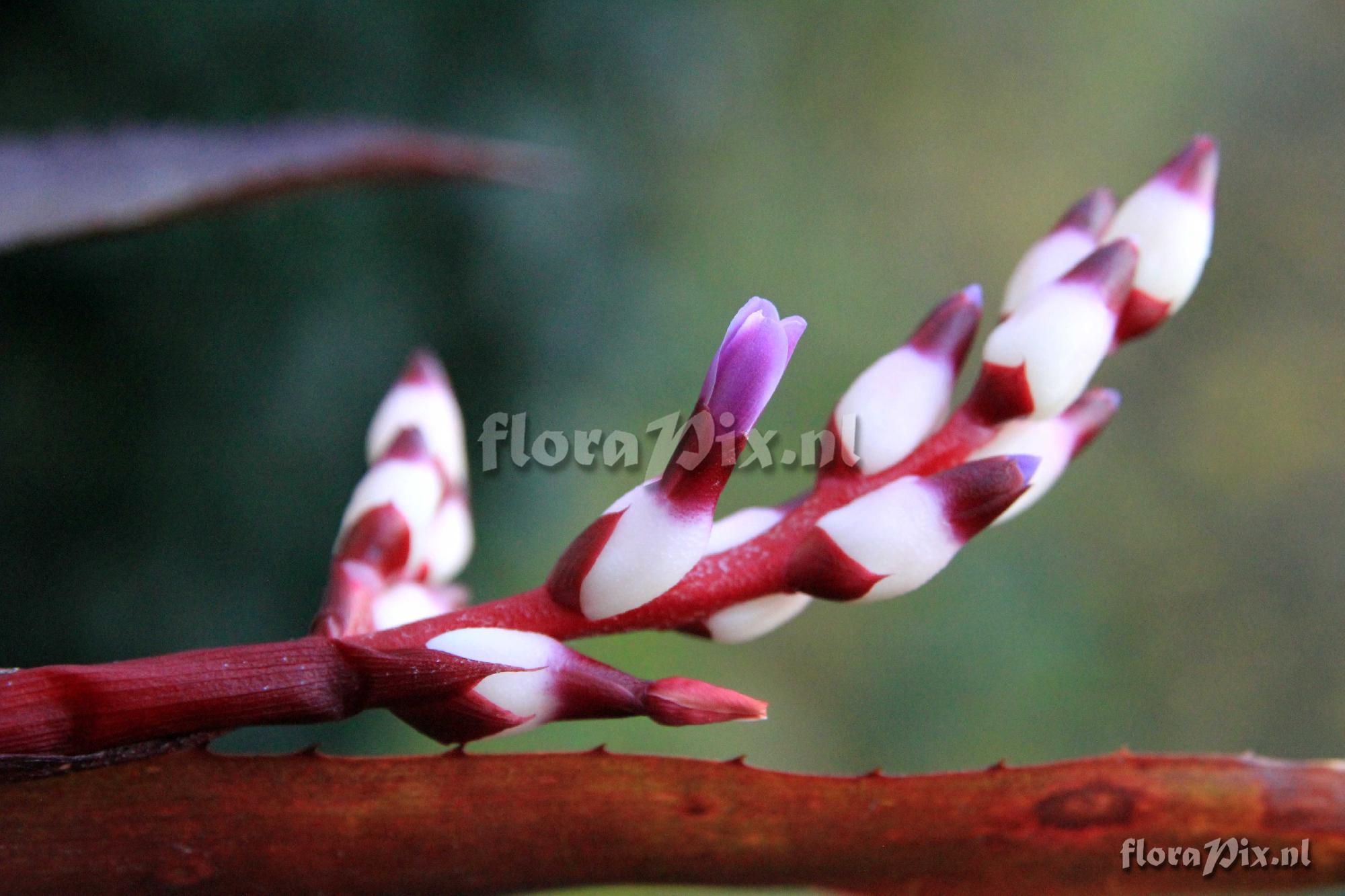 Aechmea 