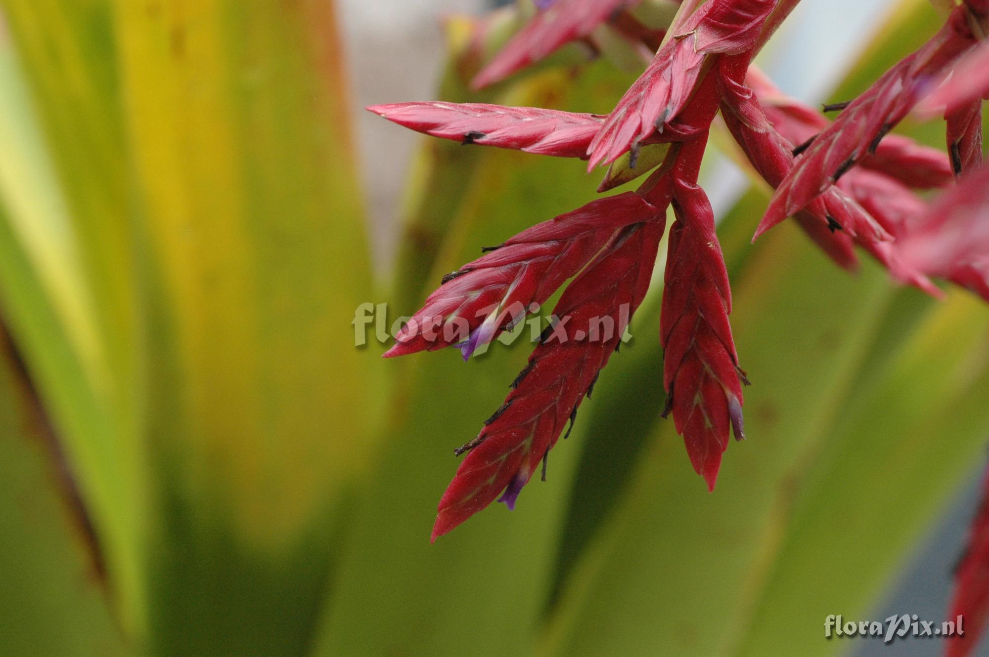 Tillandsia cf. tovarensis