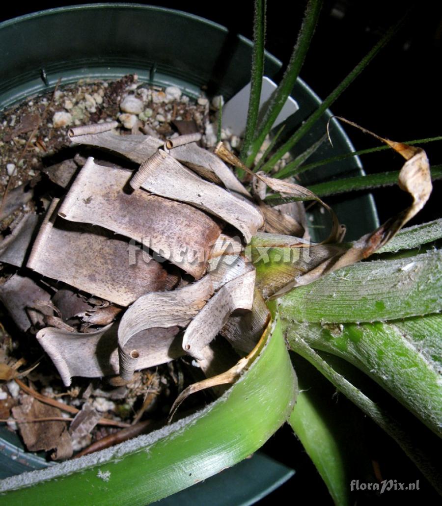 Pitcairnia cf. abundans