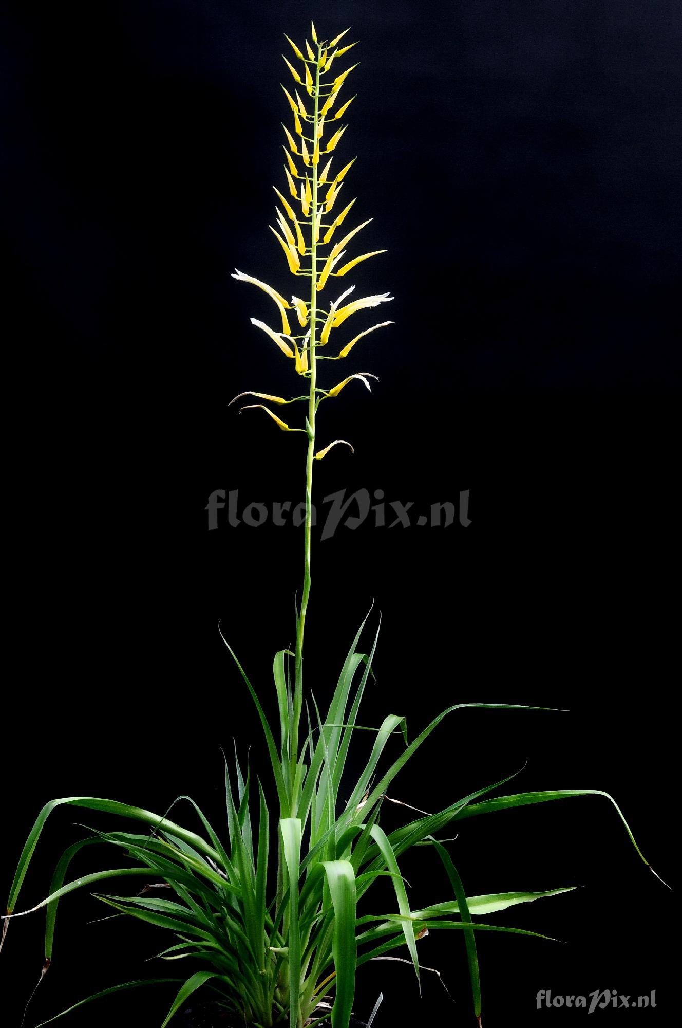 Pitcairnia sp.