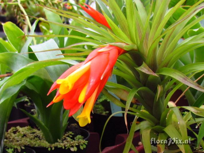 Guzmania angustifolia