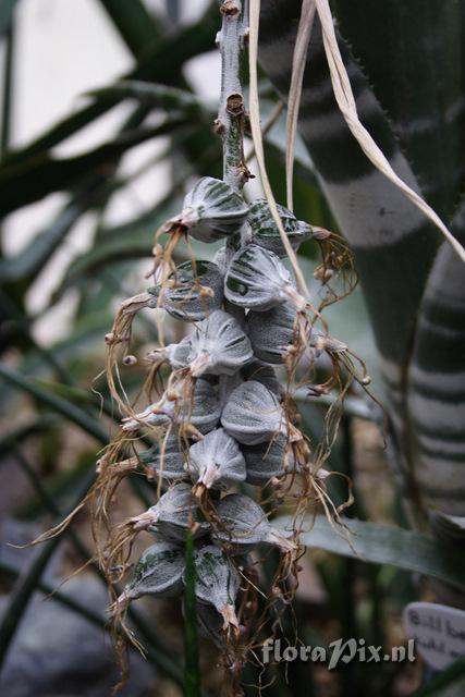 Billbergia kuhlmannii