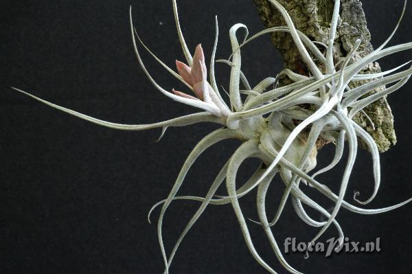 Tillandsia ehlersiana