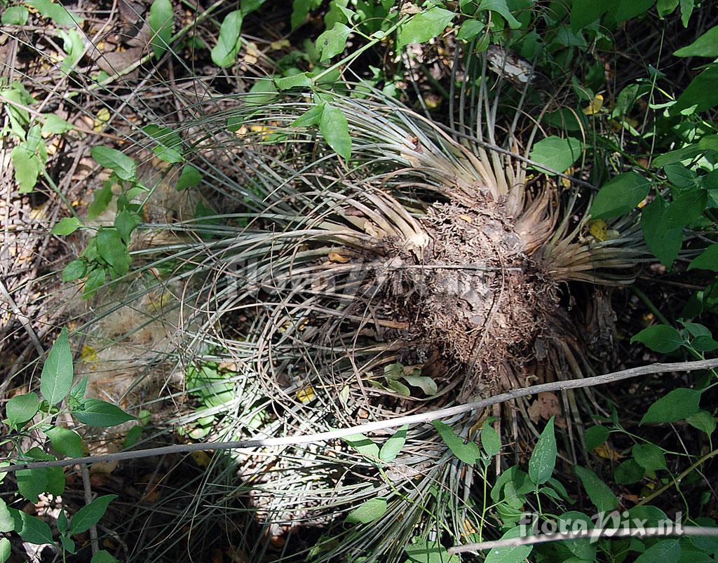 Tillandsia juncea s. l.