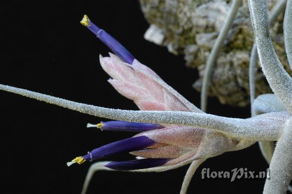 Tillandsia ehlersiana