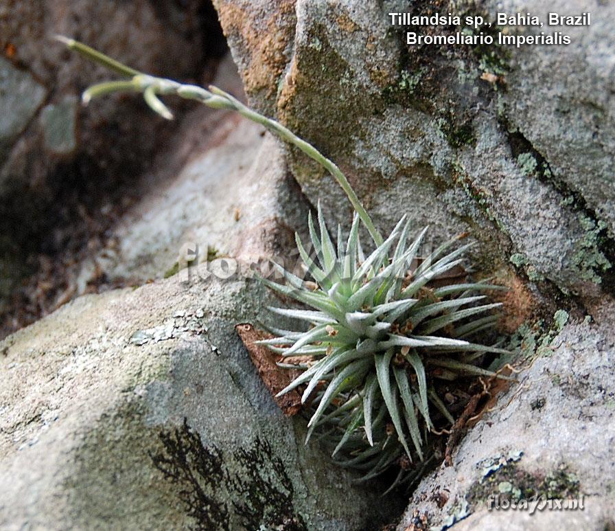 Tillandsia loliacea