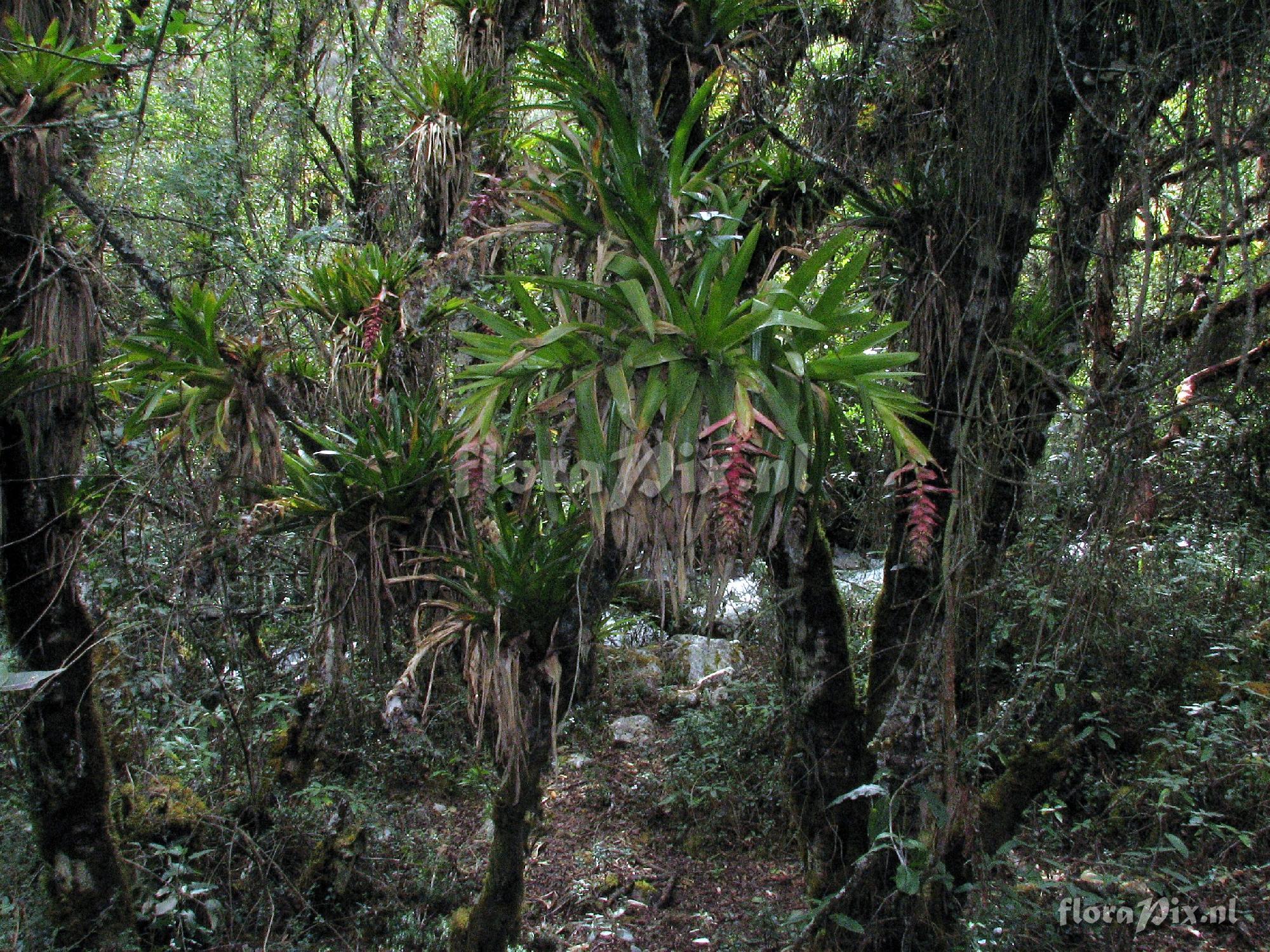 Tillandsia violascens