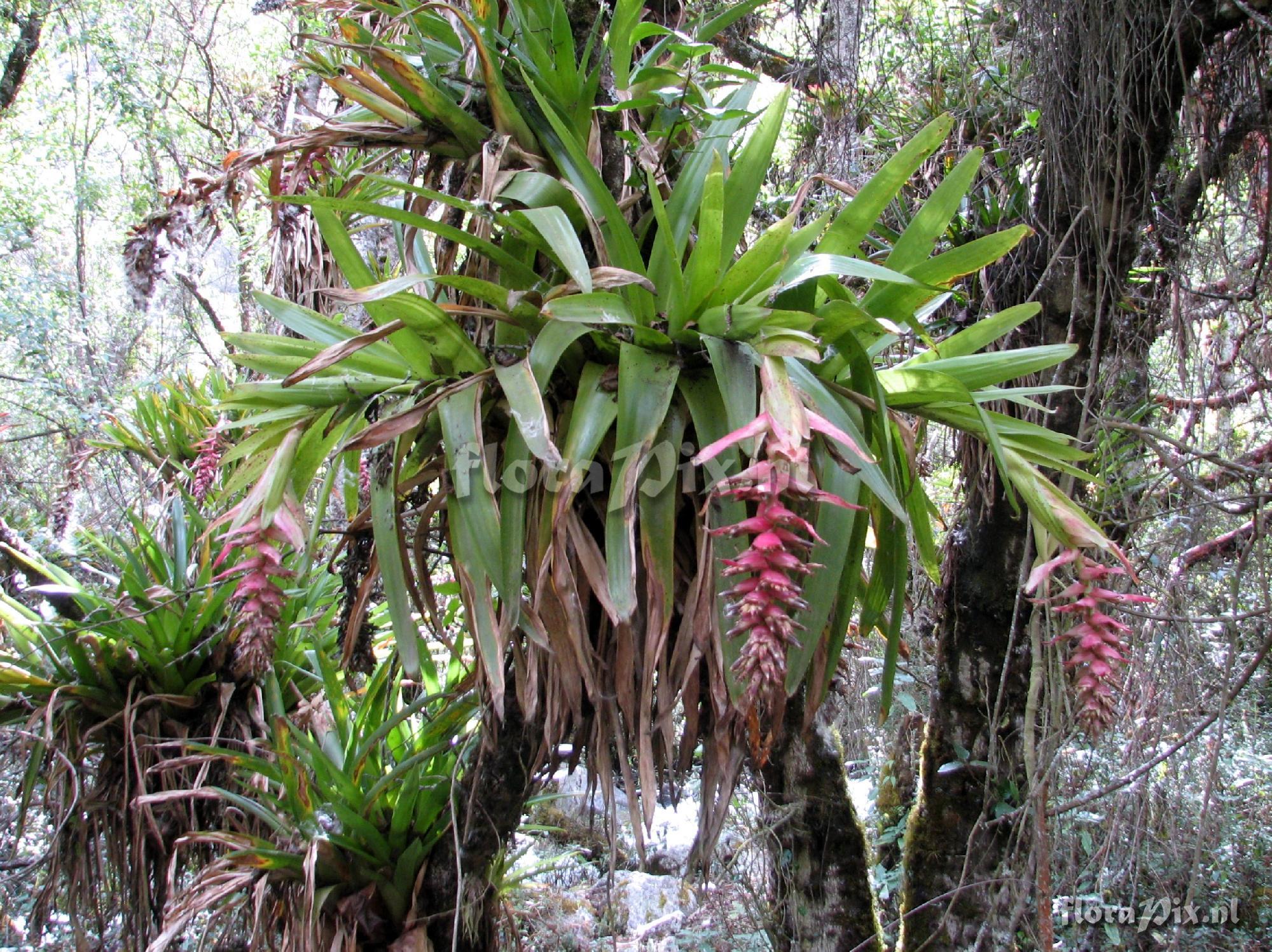 Tillandsia violascens