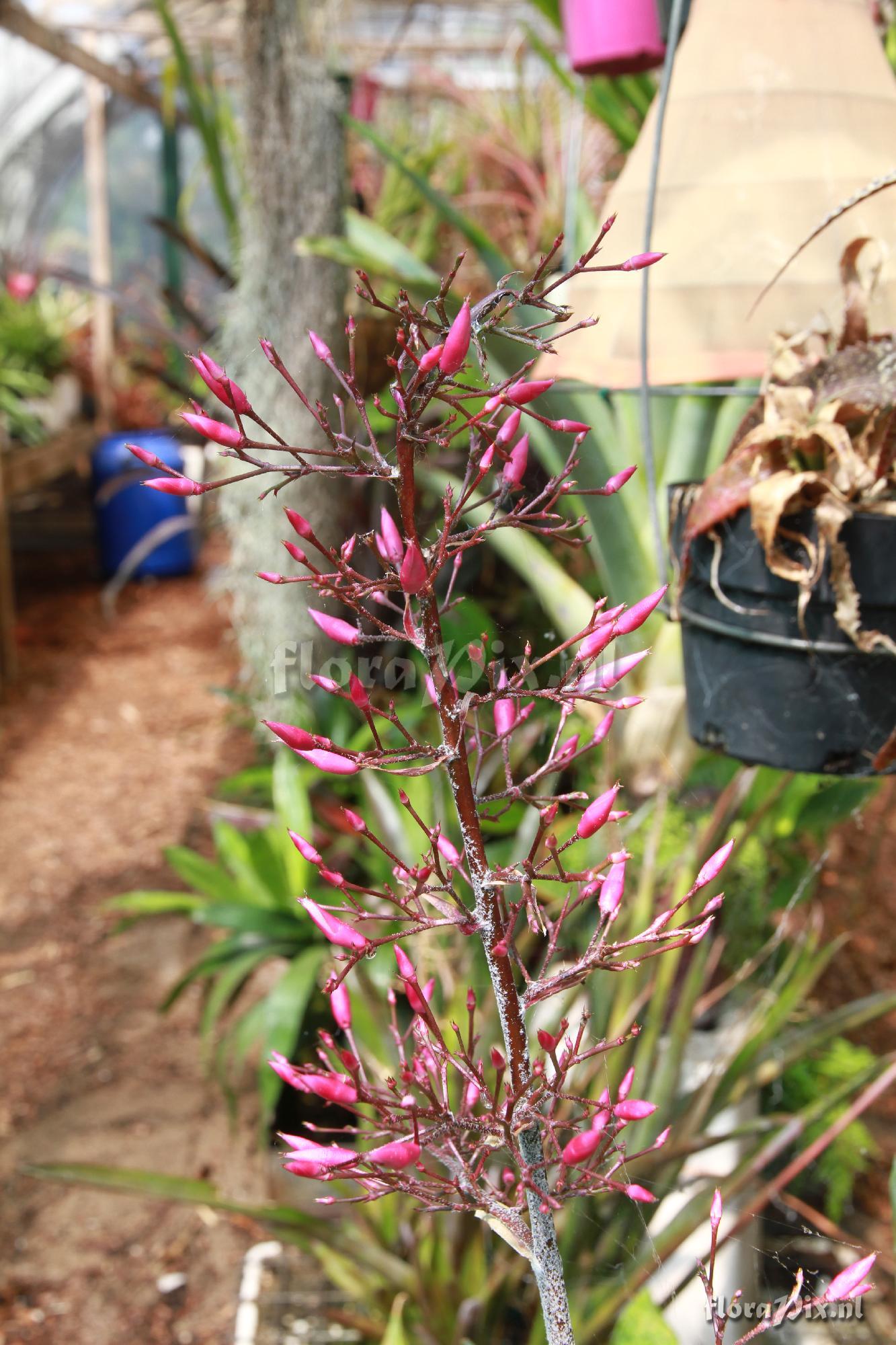 Aechmea spectabilis