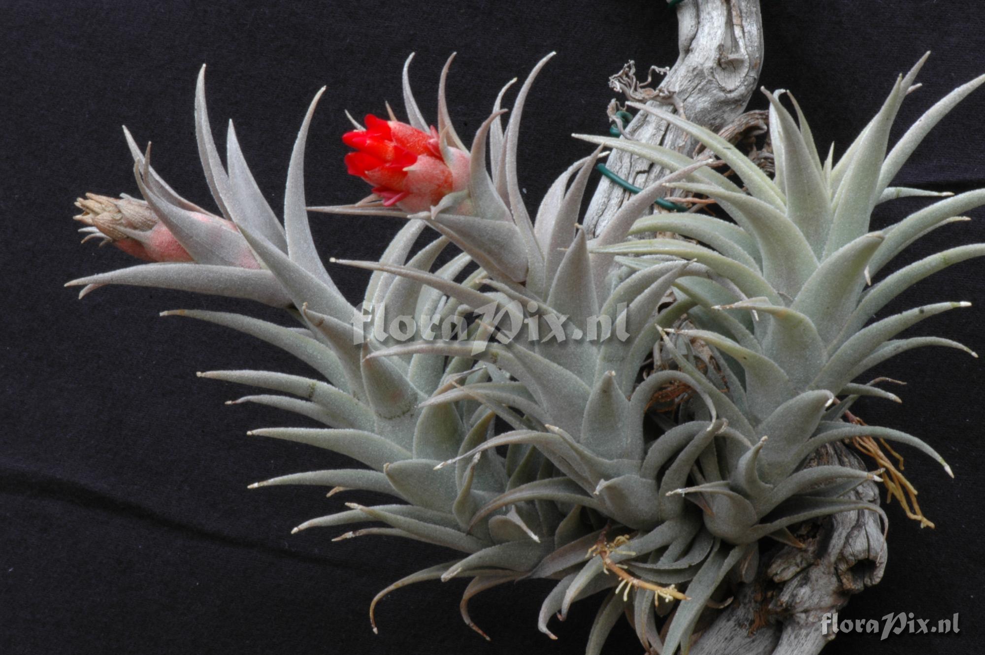 Tillandsia edithiae