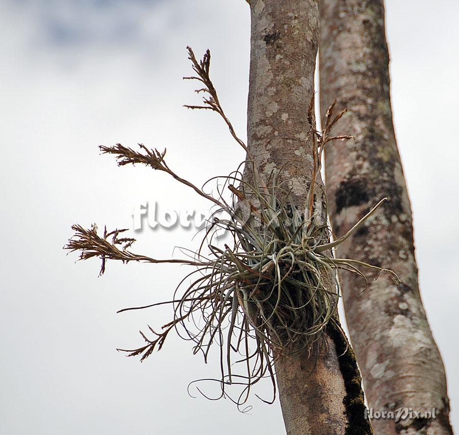 Tillandsia streptocarpa