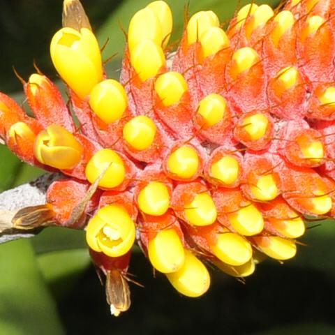 Aechmea comata or Ae. kertesziae