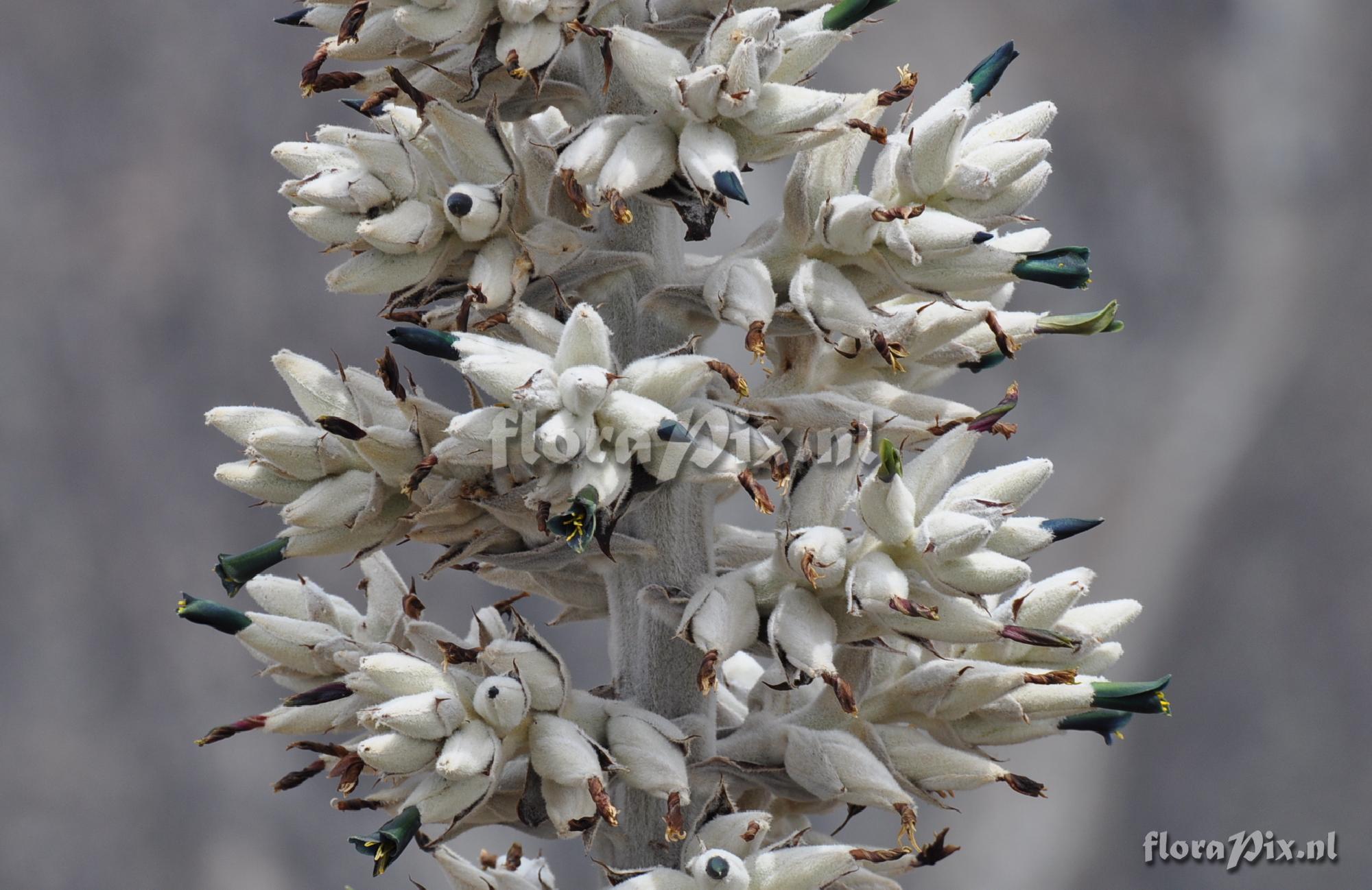 Puya spec. Colca Canyon