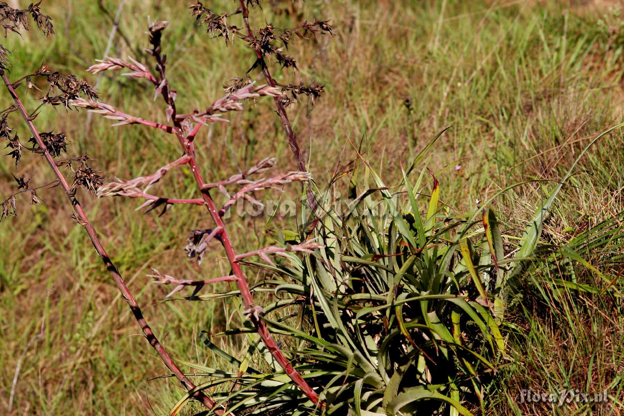 Puya spec.