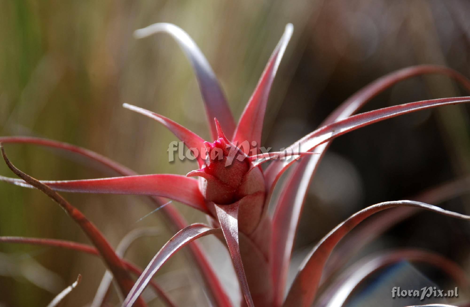 Tillandsia sphaerocephala