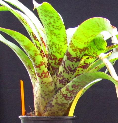 Vriesea guttata