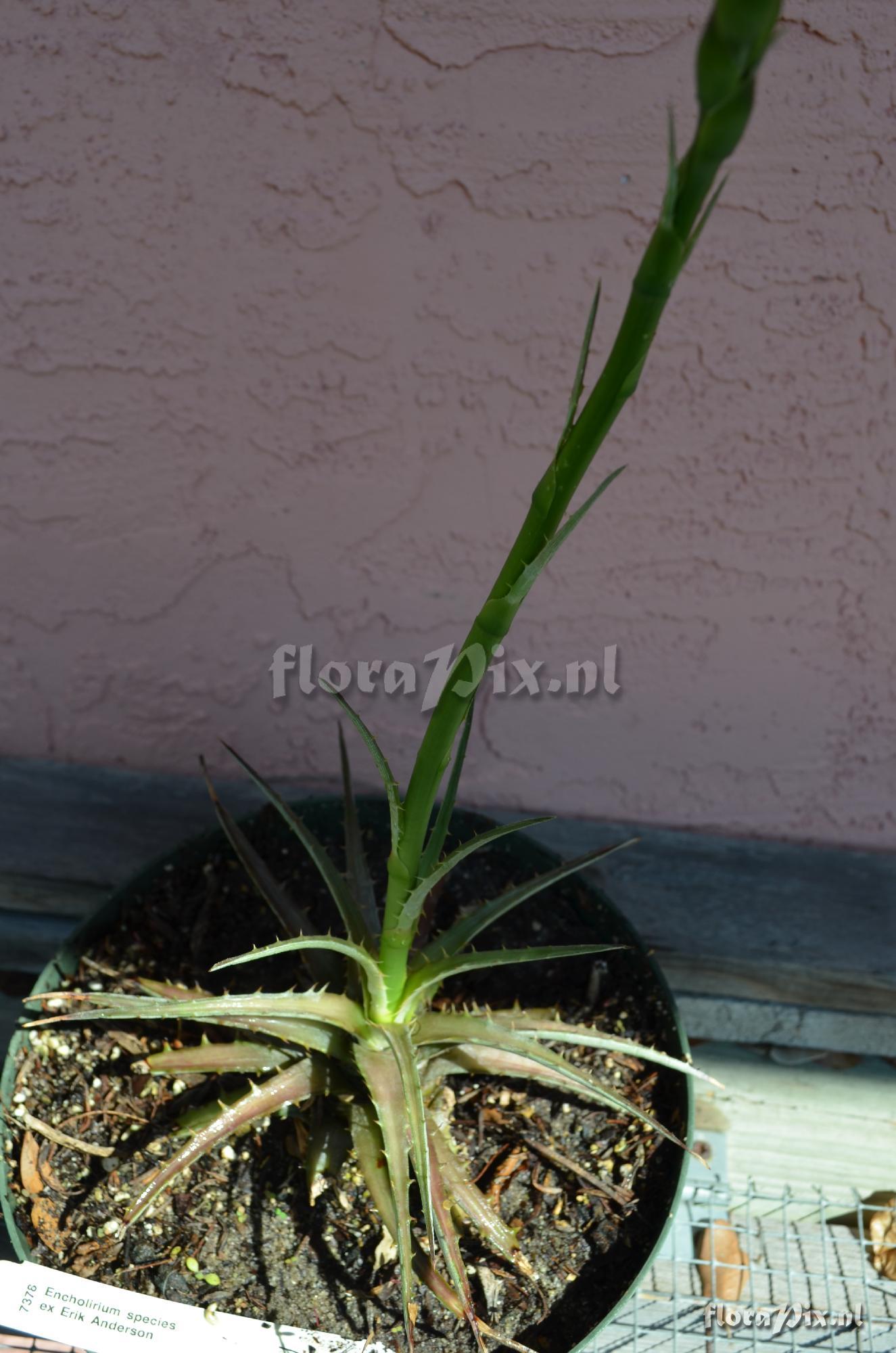 unknown Encholirium Species