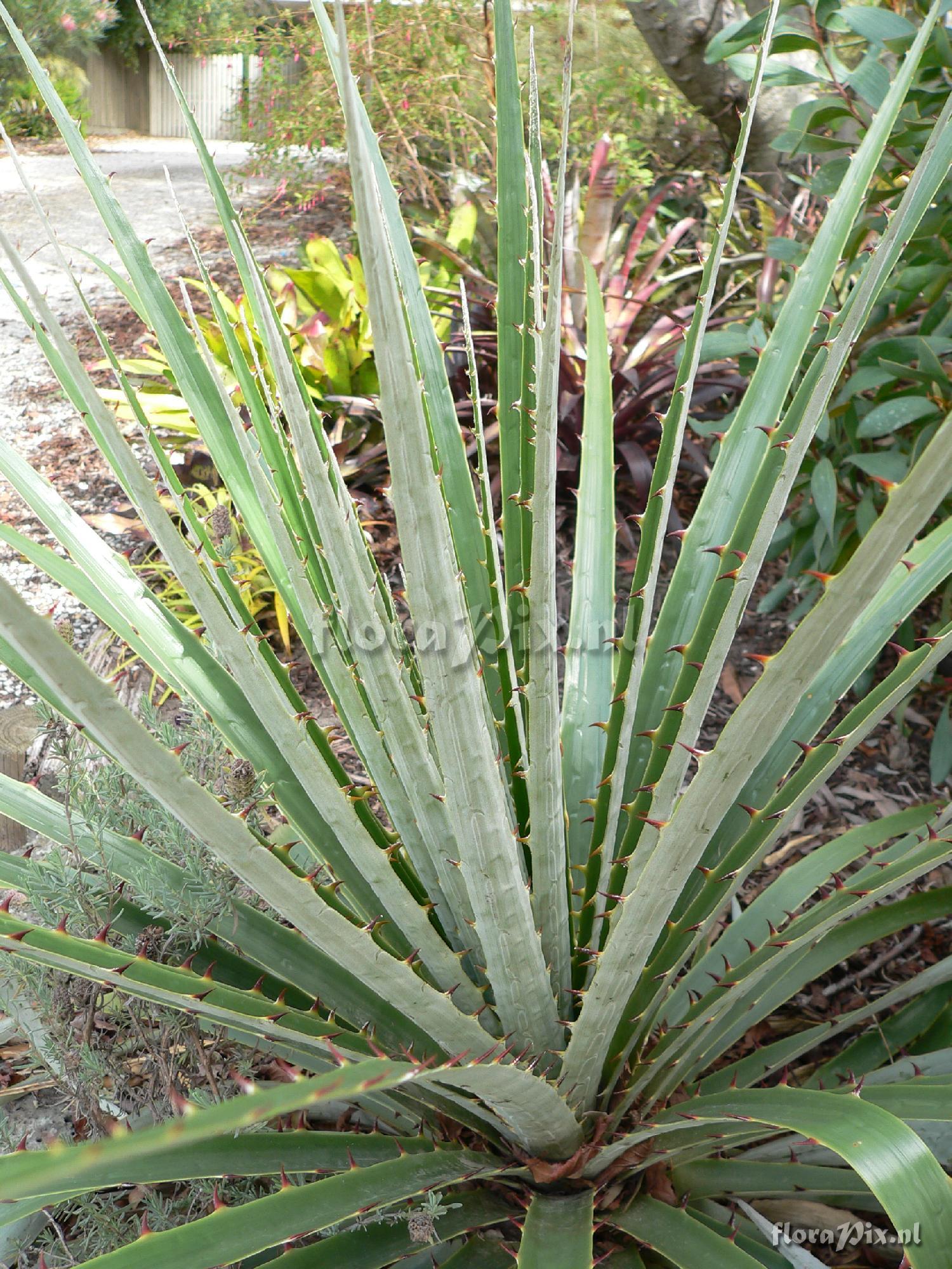 Pitcairnia herrerae