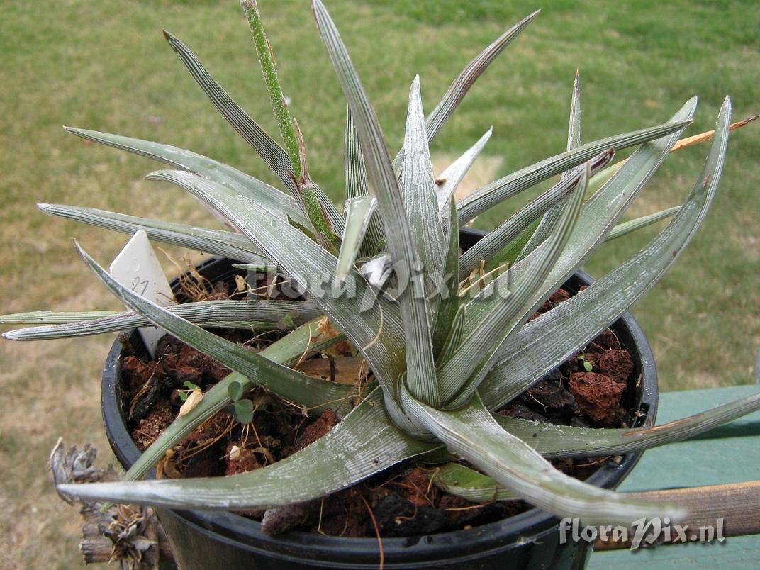 Dyckia macedoi