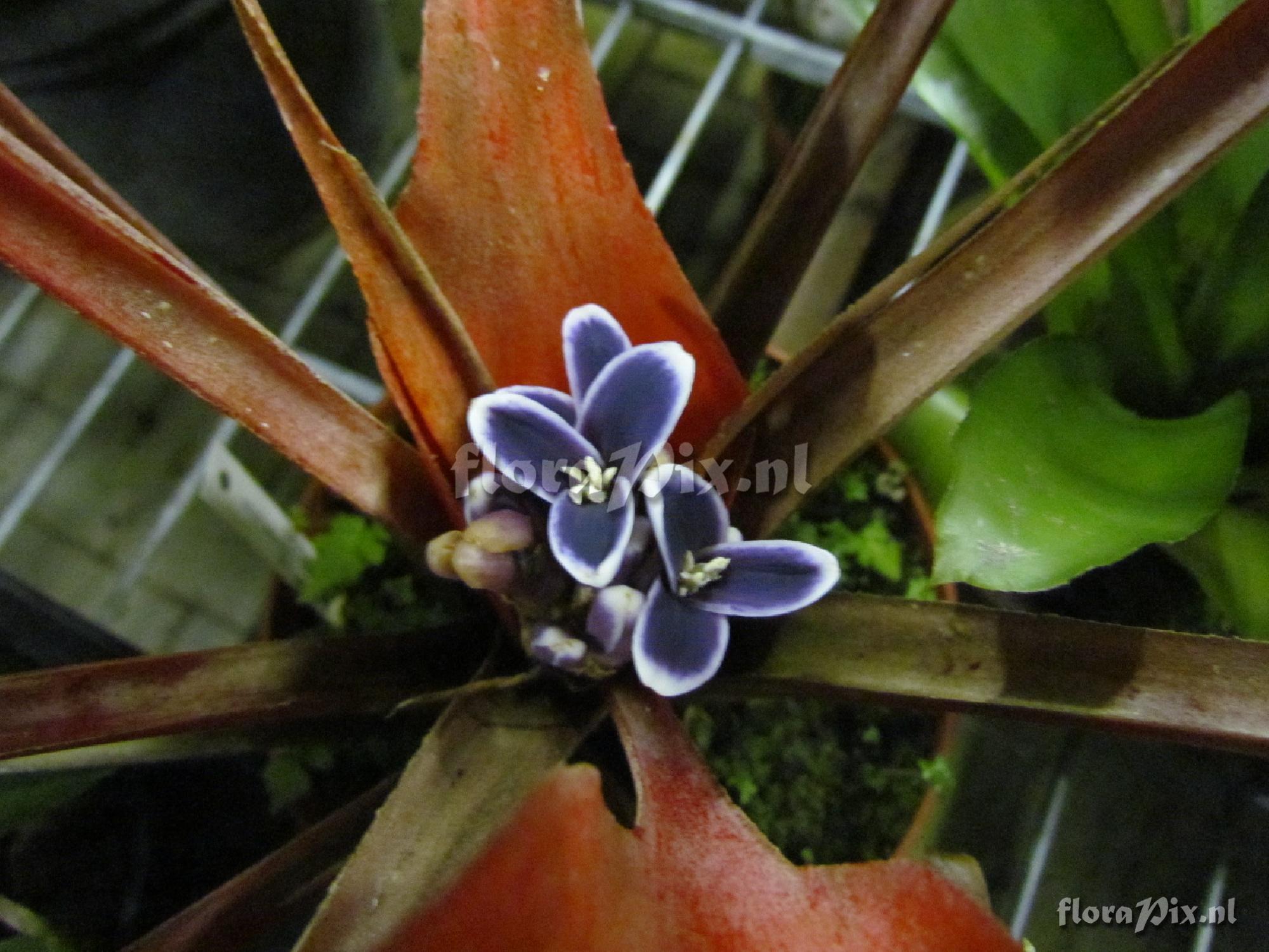 Bromelia scarlatina