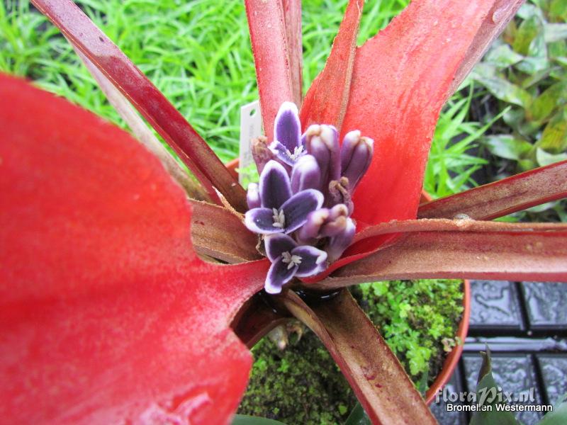 Bromelia scarlatina