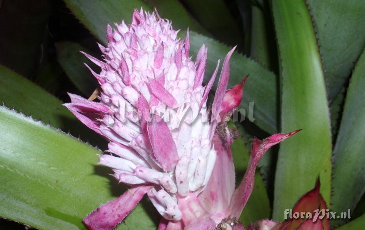 Unknown possibly Aechmea