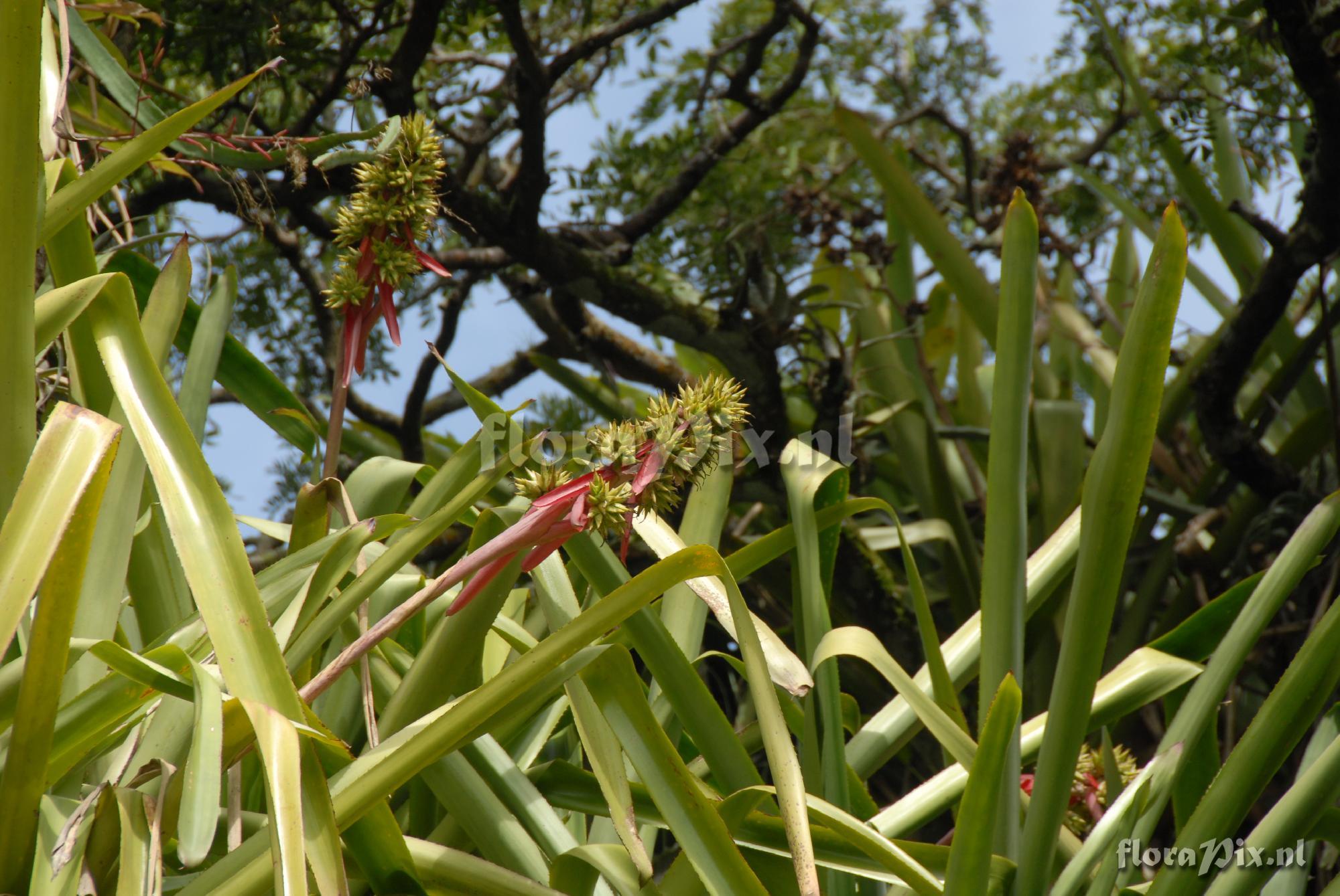 Aechmea aquilega