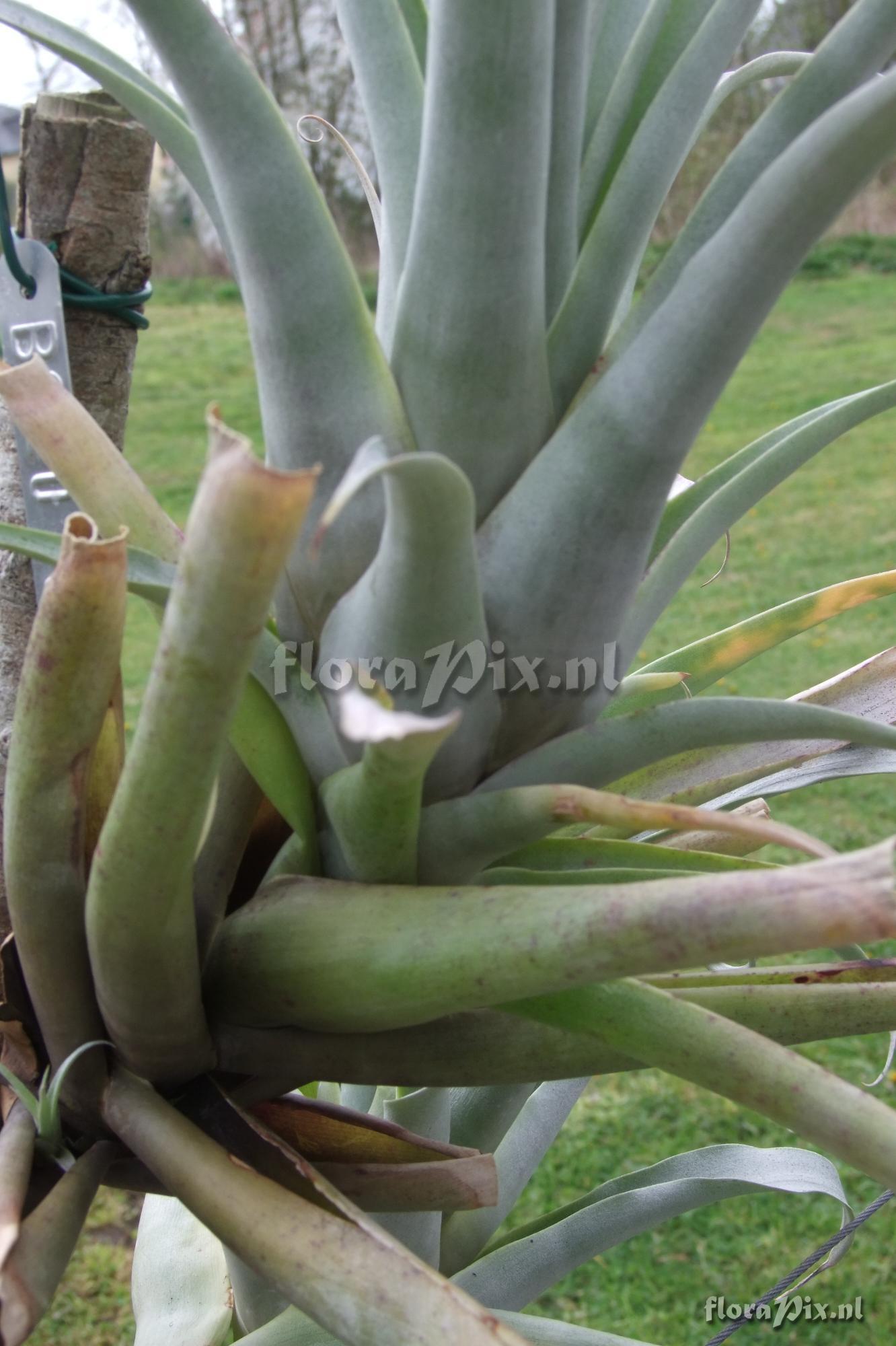 Tillandsia kauffmannii