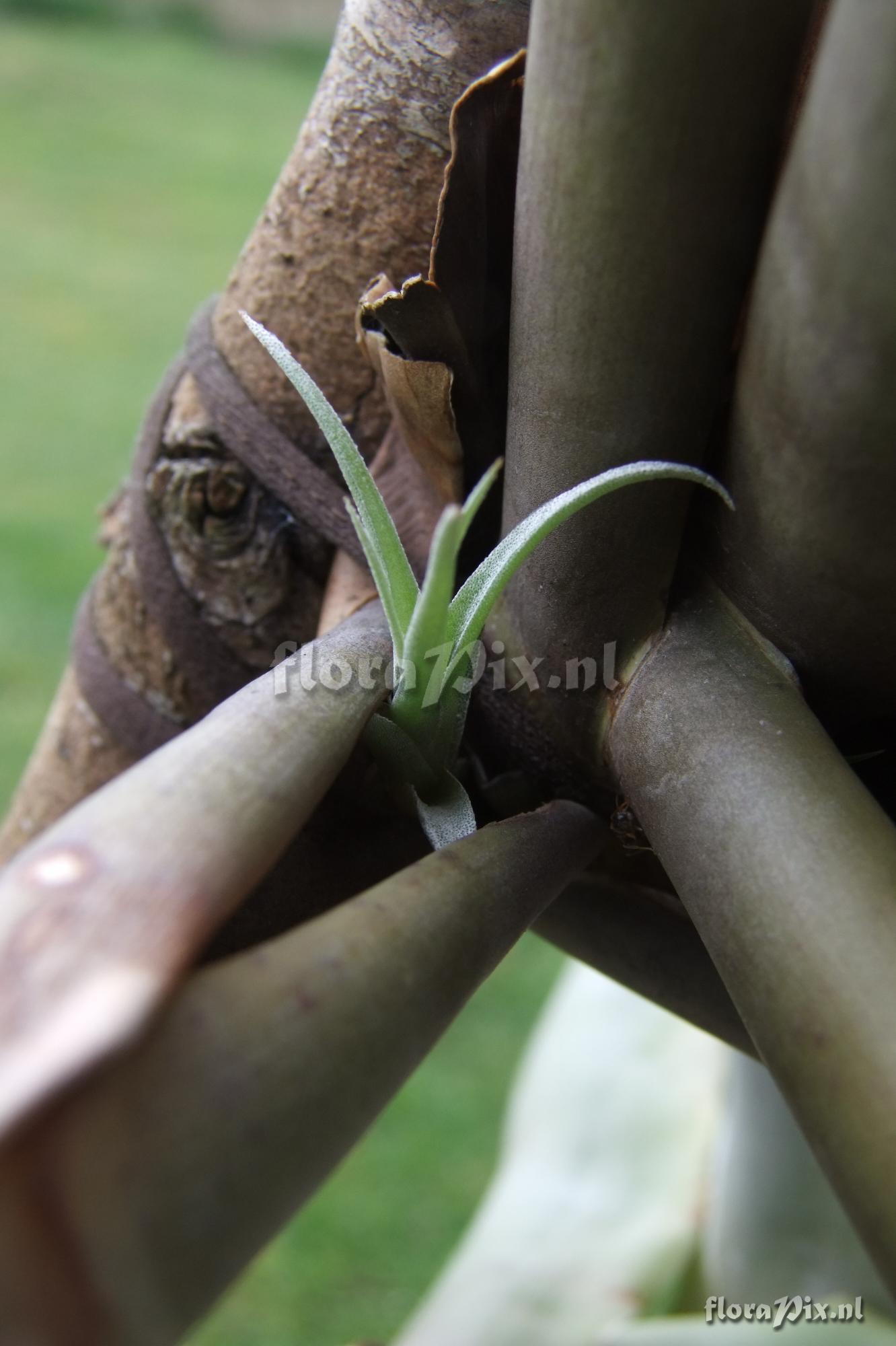 Tillandsia kauffmannii