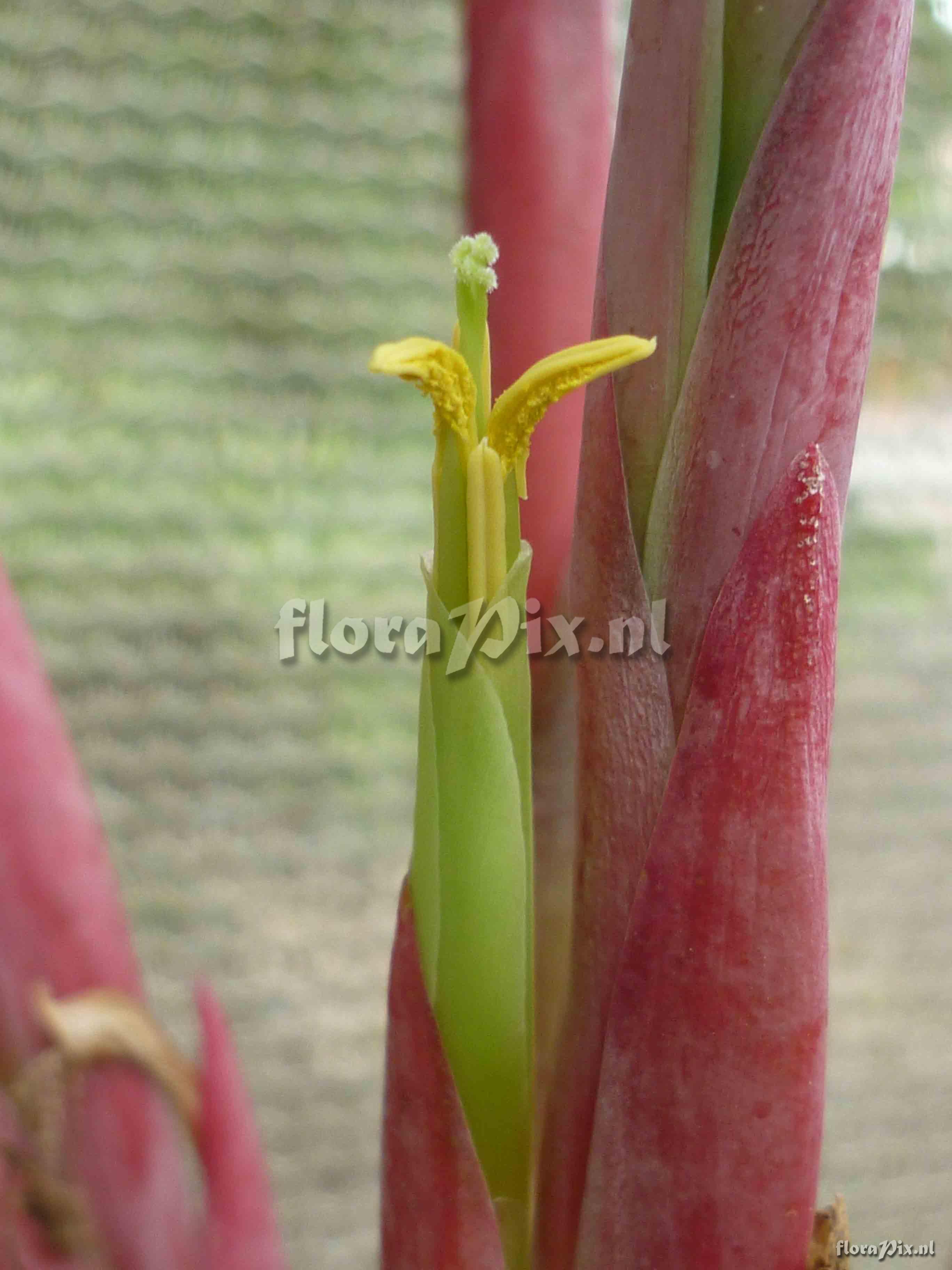 Tillandsia sp