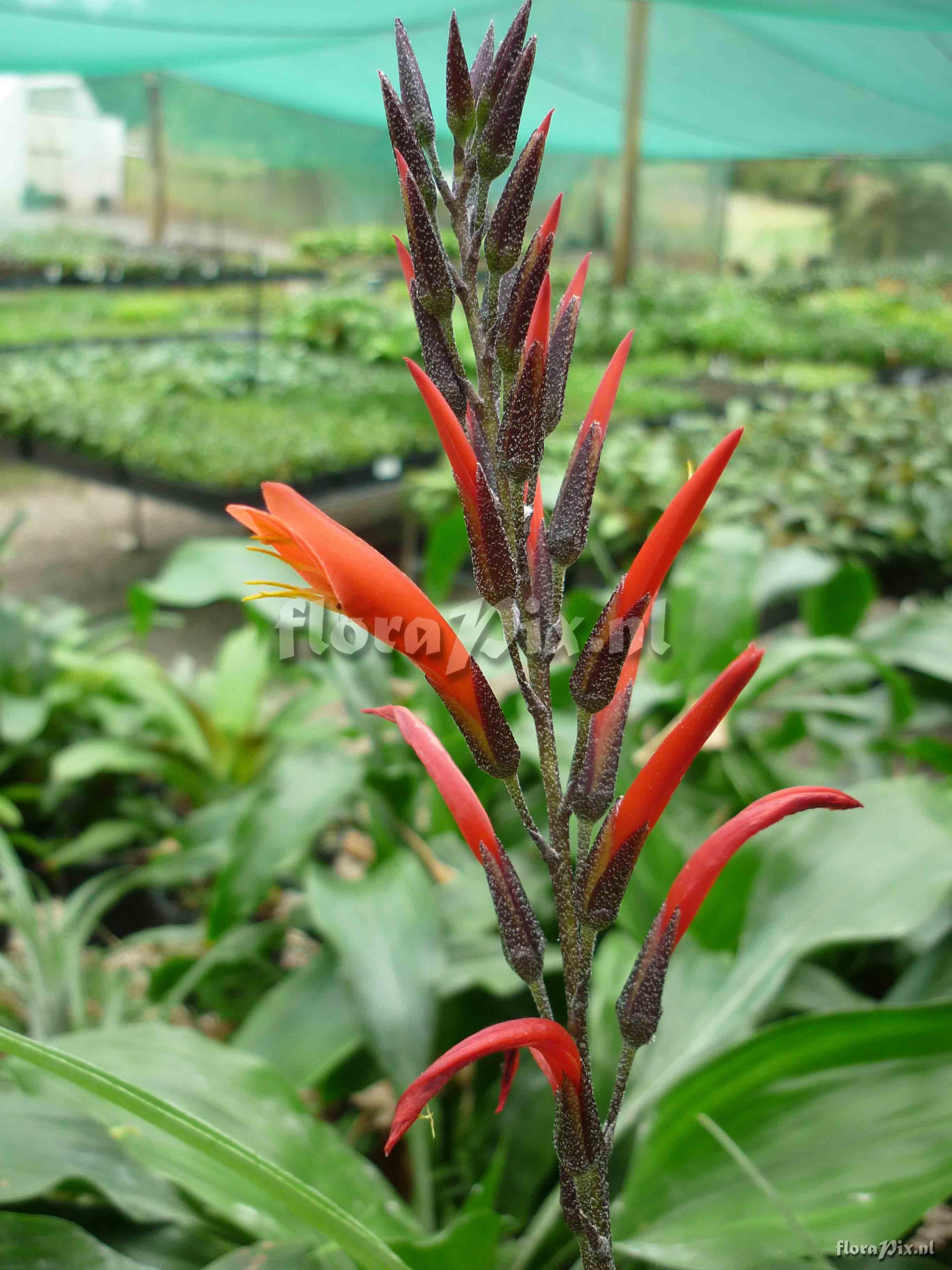 Pitcairnia cf paniculata