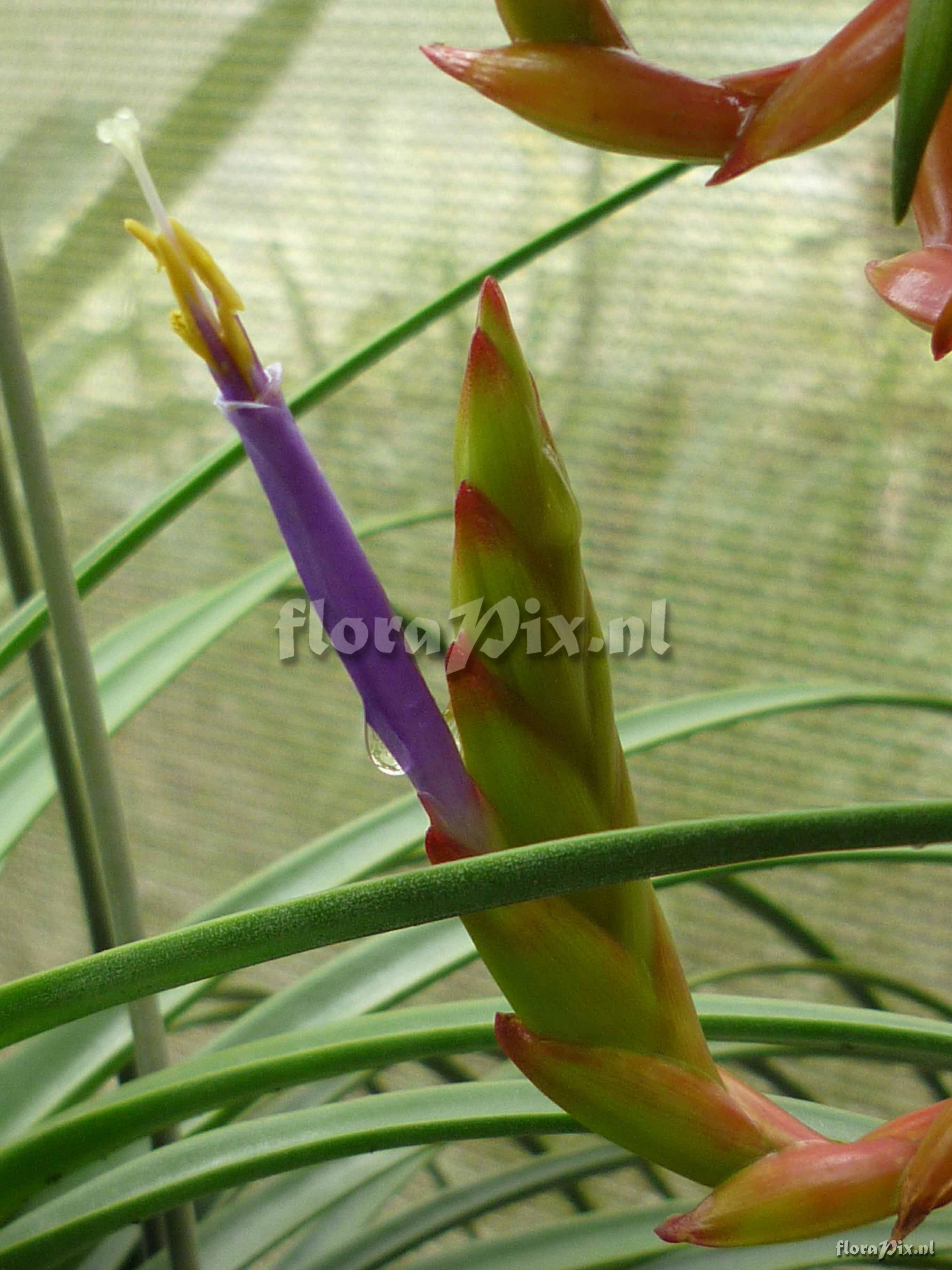 Tillandsia rodrigueziana